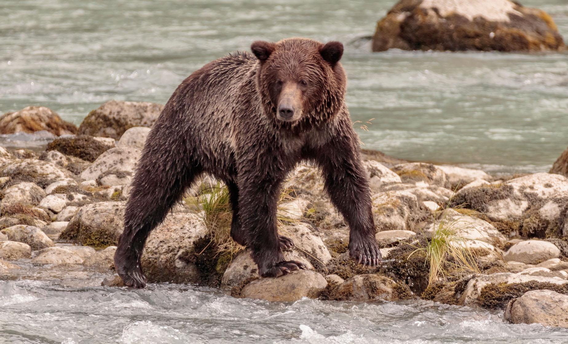 Private Chilkoot Wilderness and Wildlife Viewing Tour