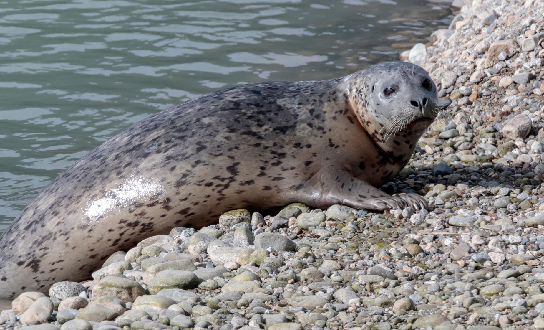 Chilkoot Wilderness and Wildlife Tour from Haines (Chilkoot Lake State Park)