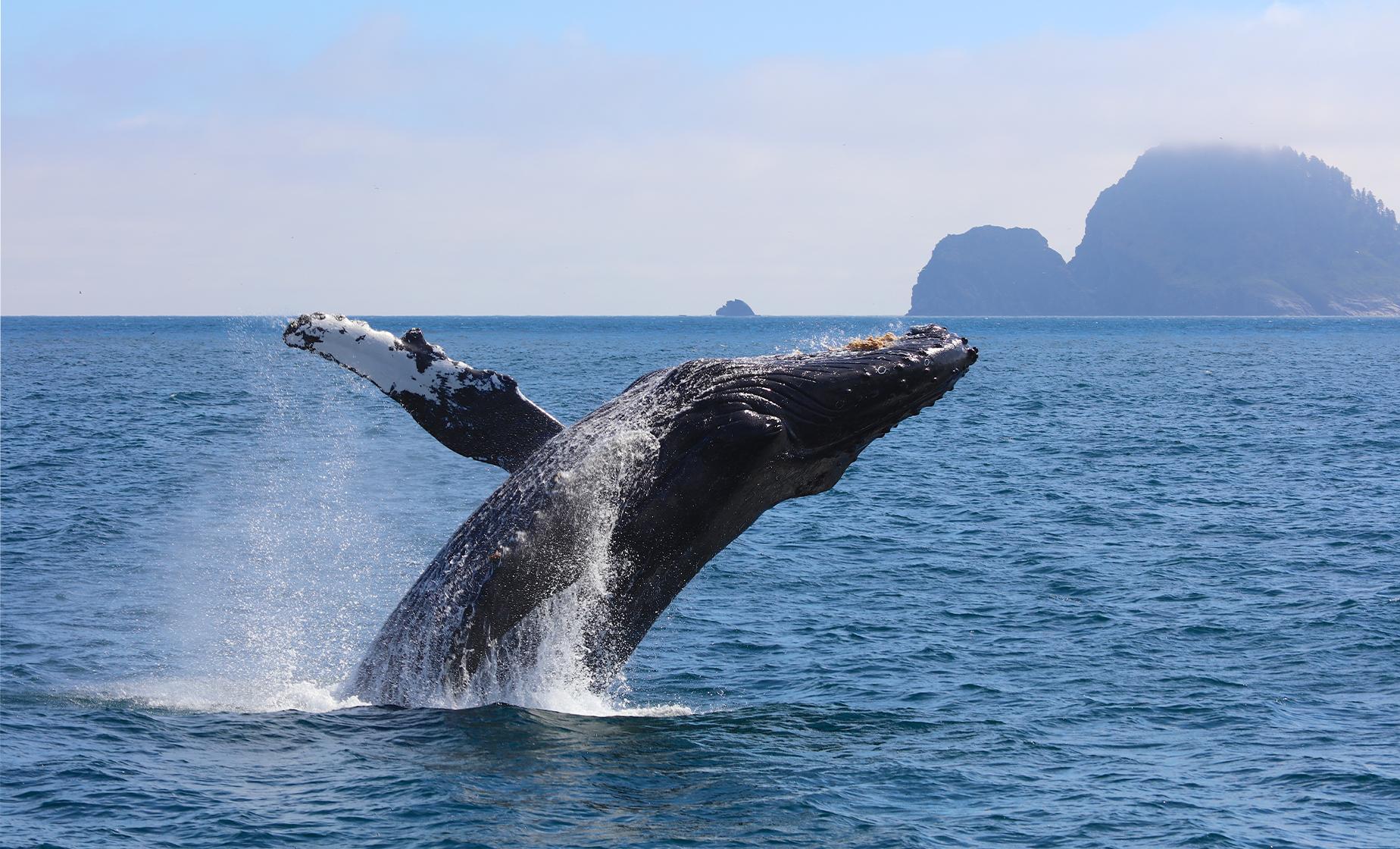 Southeast Alaska Private Whale Watching Cruise Tour in Juneau