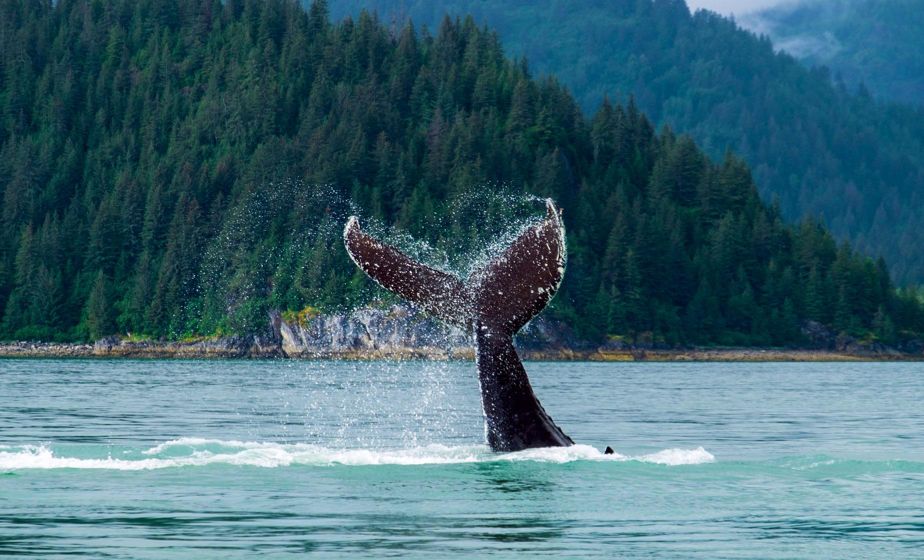 Whale Watching Day Tour in Juneau, Alaska