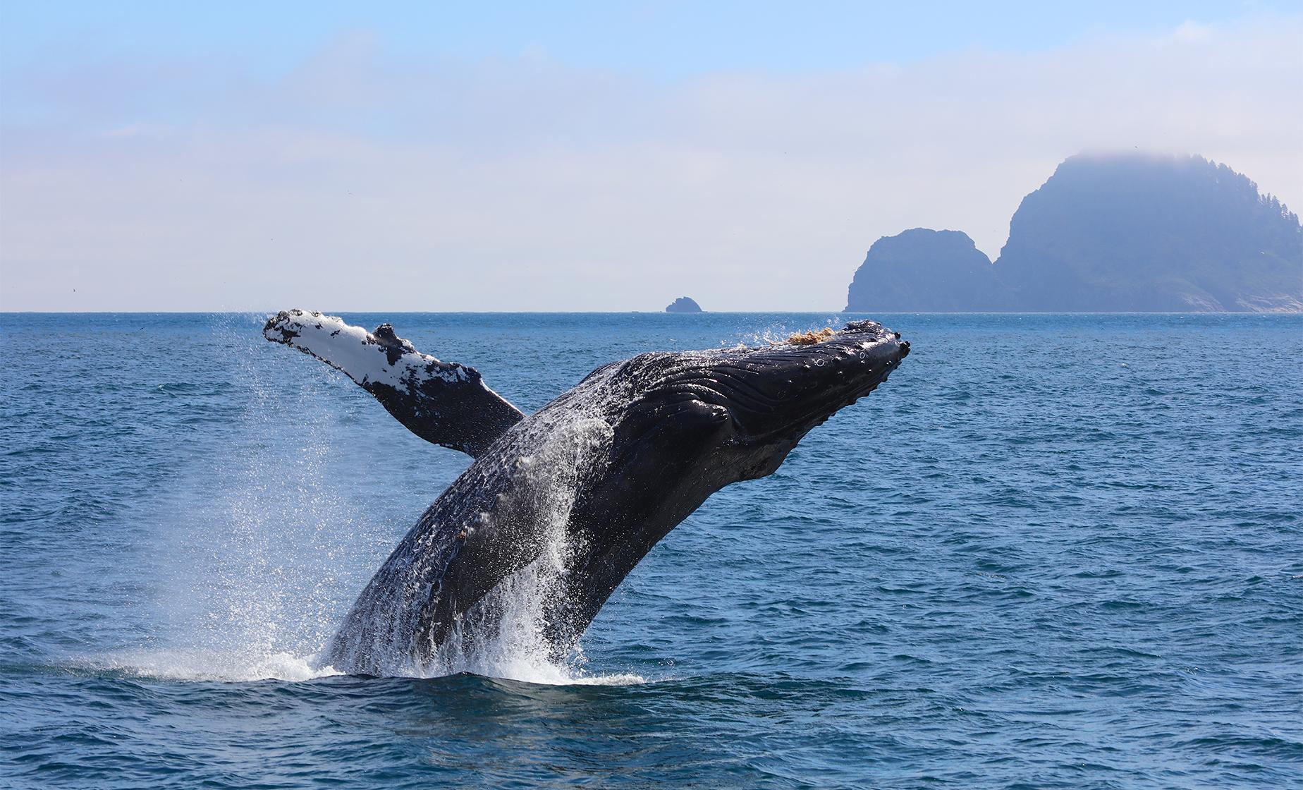 Whale Watch and Salmon Hatchery