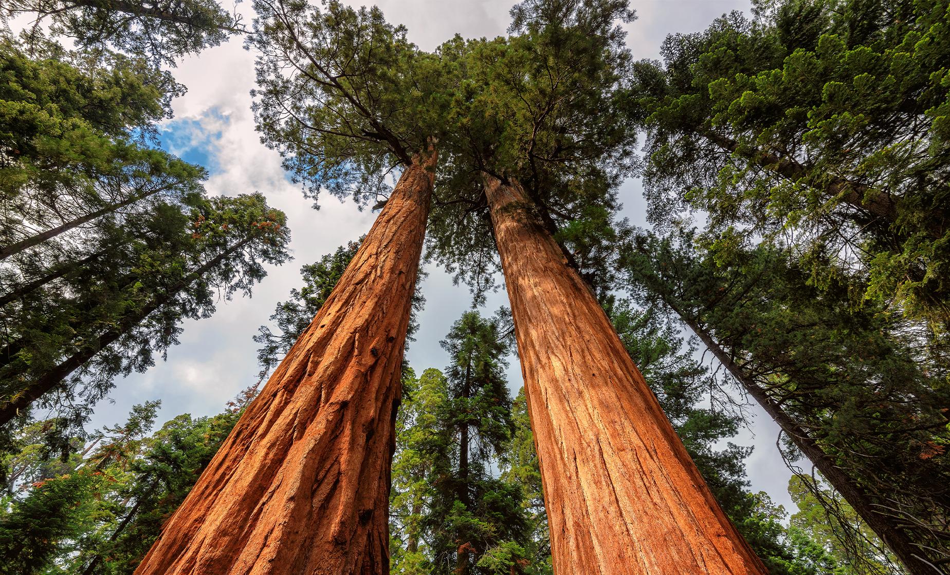 California Redwoods, Muir Woods & Sausalito Bus Tour San Francisco