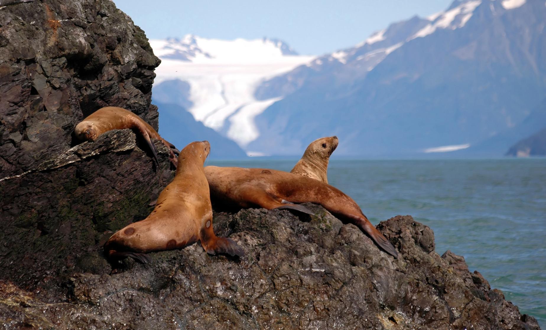 Skagway Ocean Raft Adventure Cruise Tour in Alaska