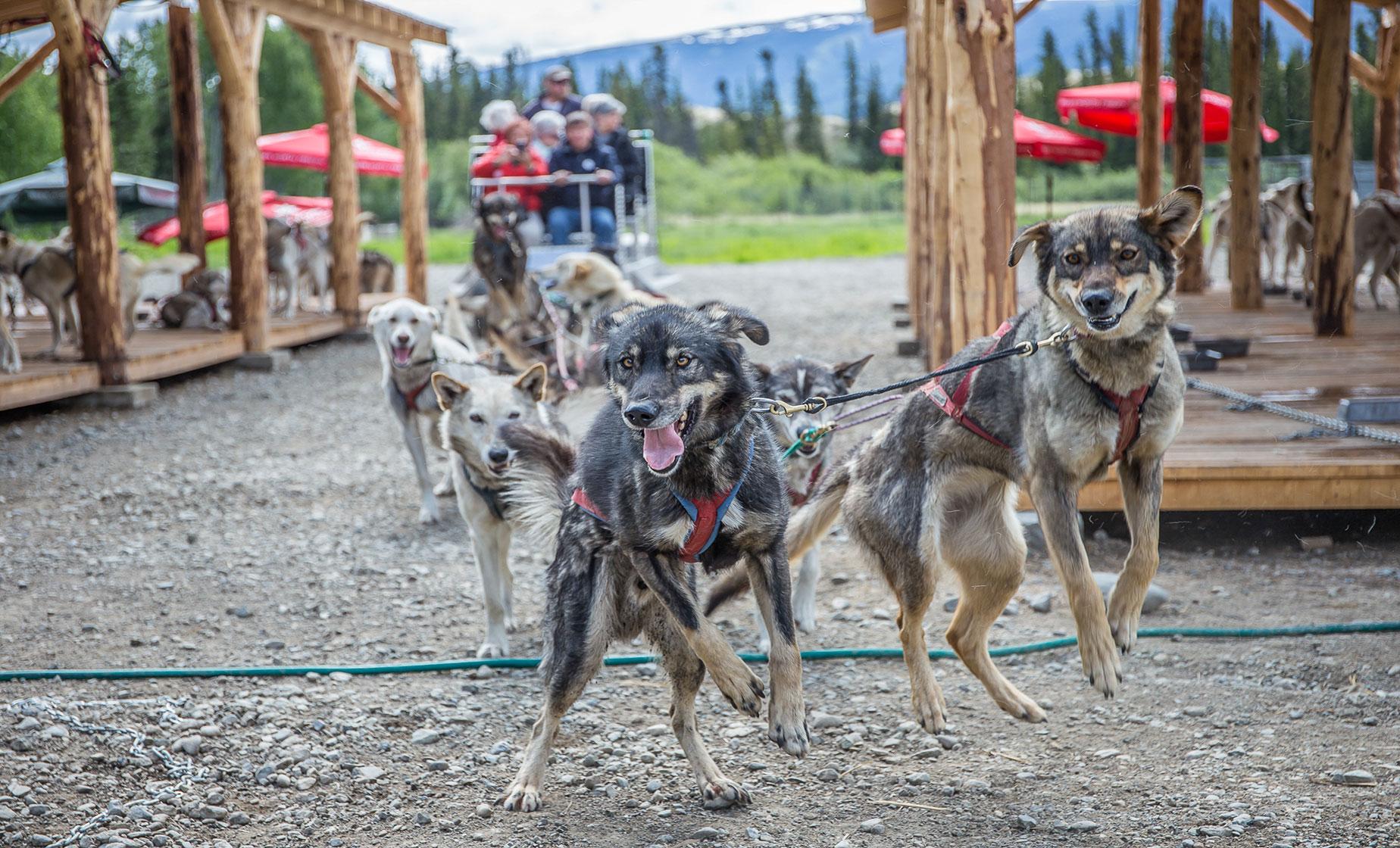 Caribou Crossing Dog Mushing Camp Shore Trip from Skagway | Yukon Quest