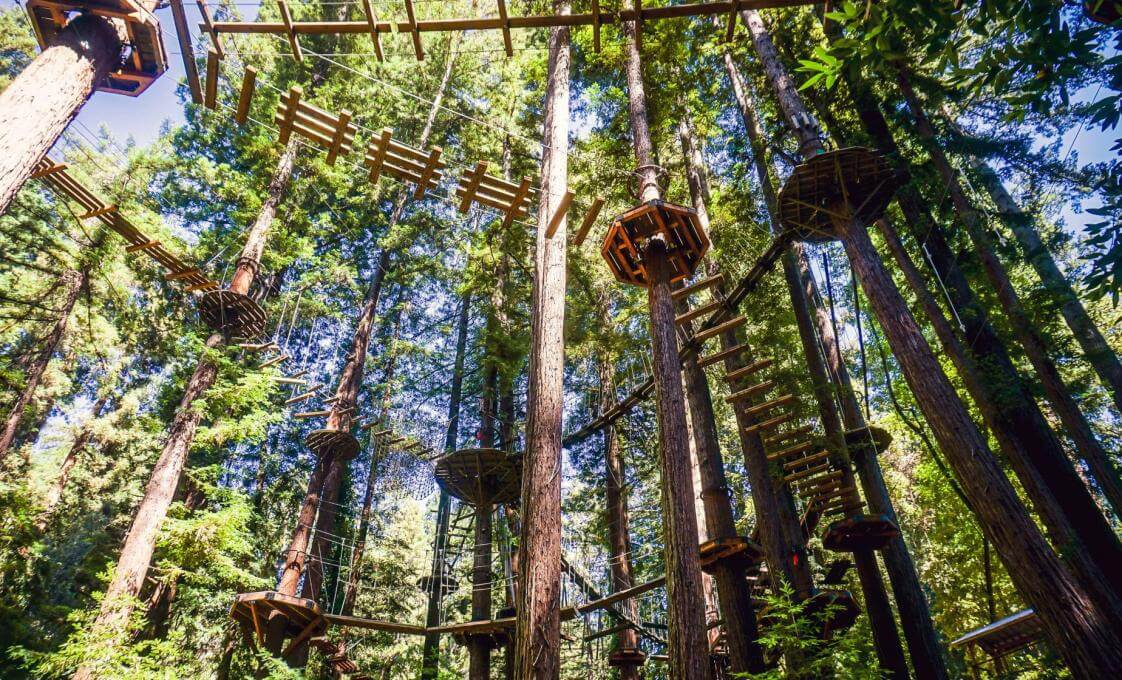Small Group Sitka Aerial Adventure And Rainforest Lunch