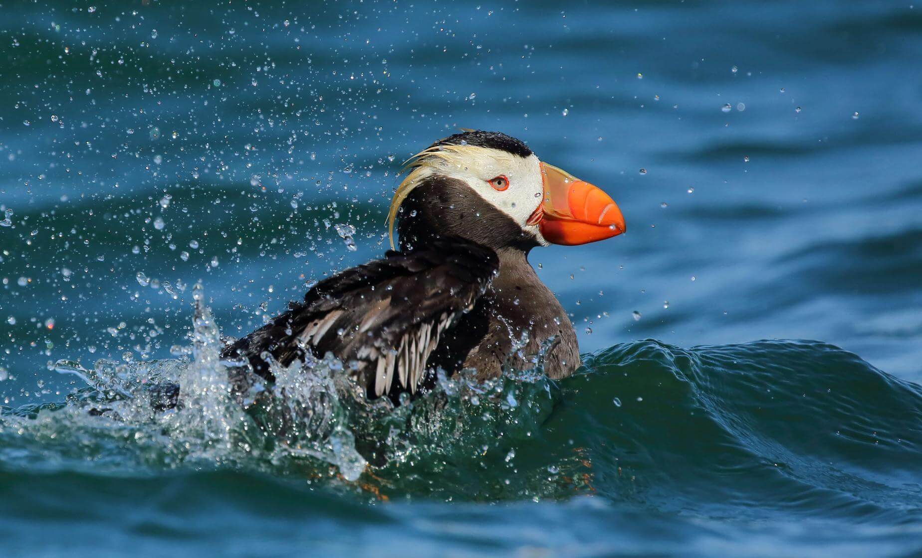Private Wildlife Photo Safari by Expedition Boat
