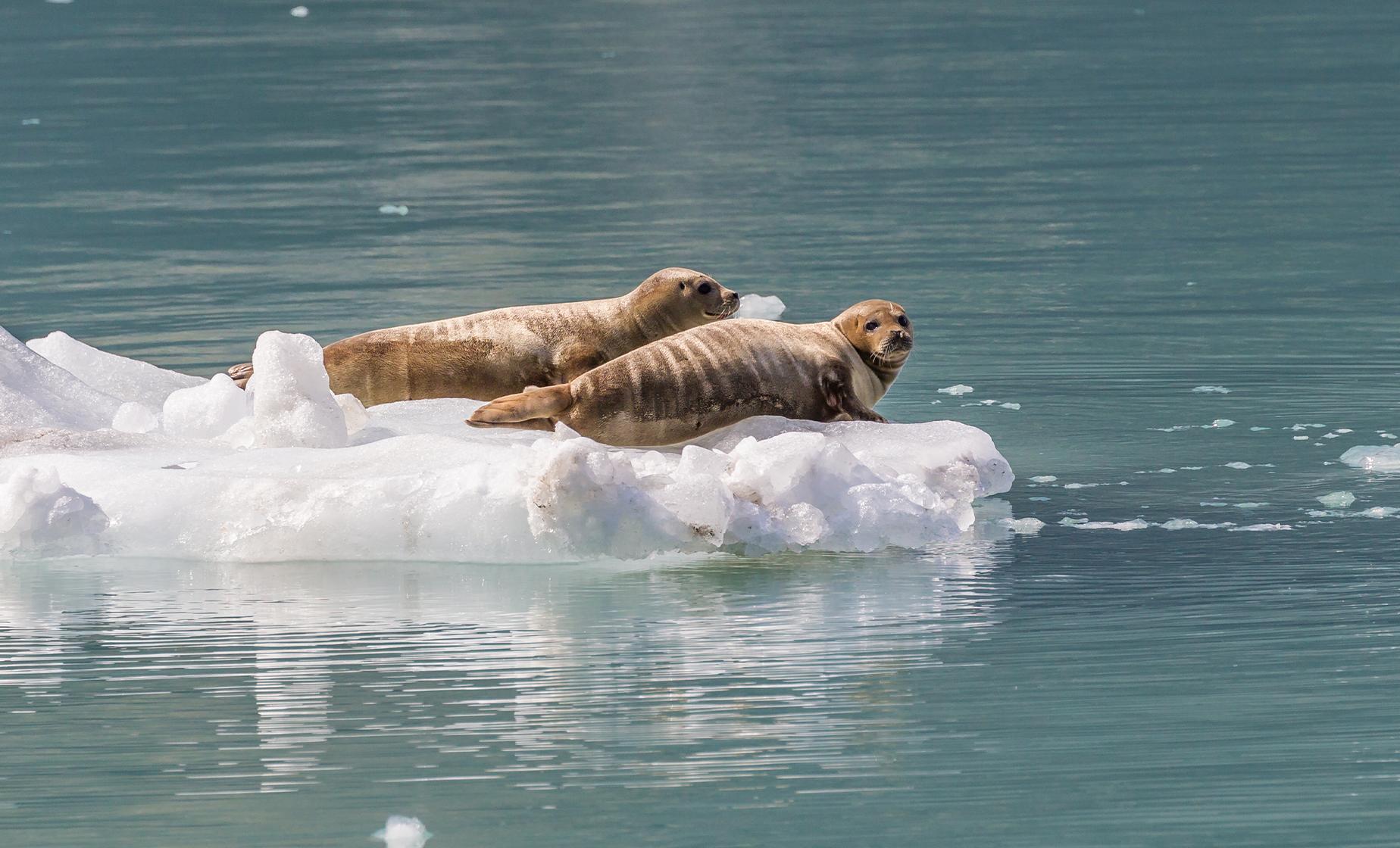 Private Marine Adventure Tour in Sitka Alaska