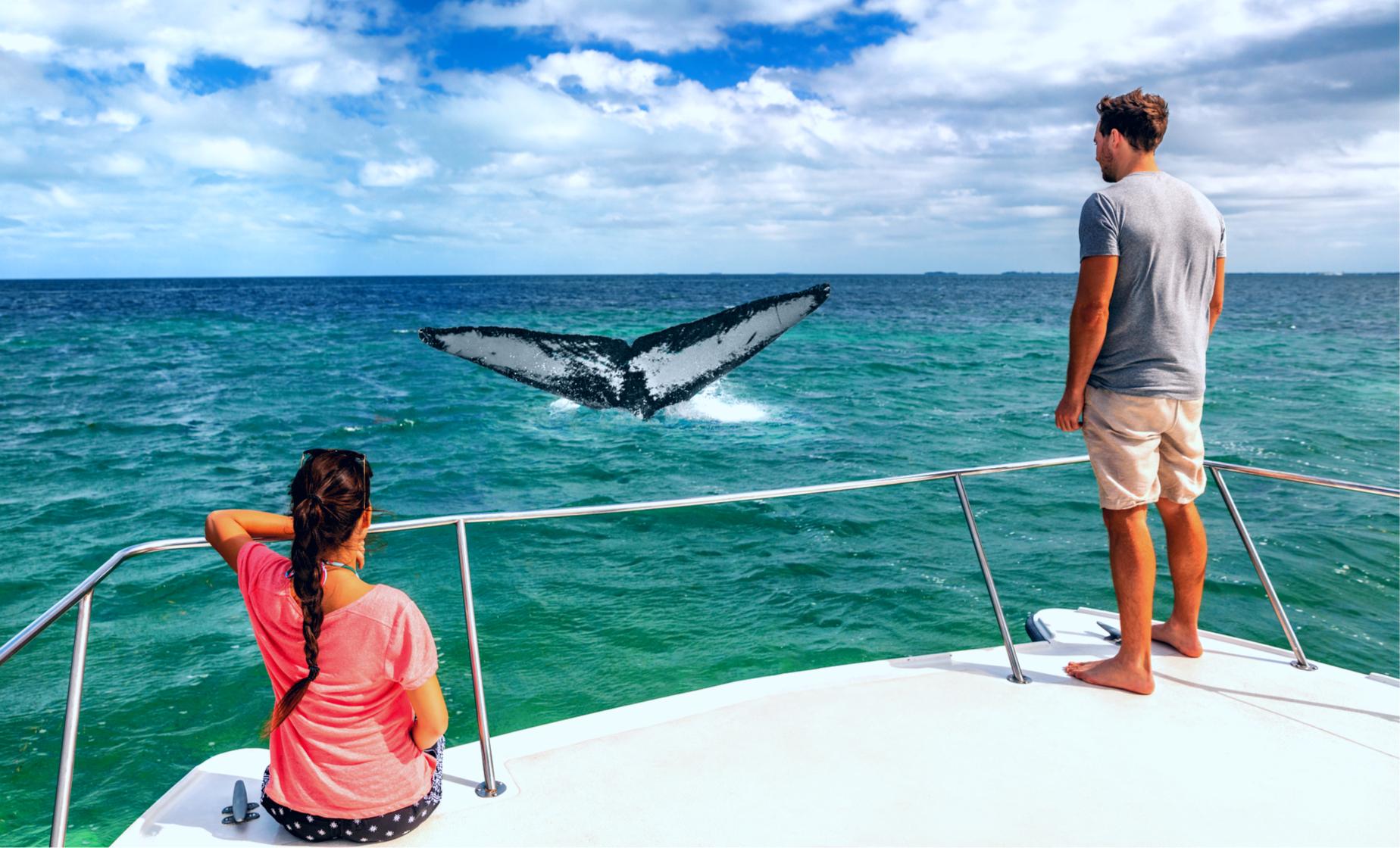 Sunset Whale Watching by Catamaran