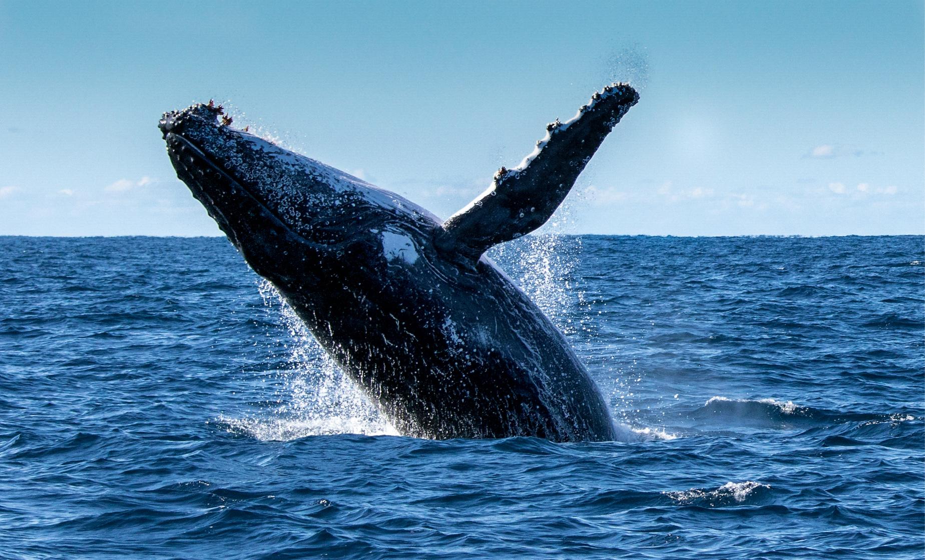 Whale Watching And Butchart Gardens from Victoria