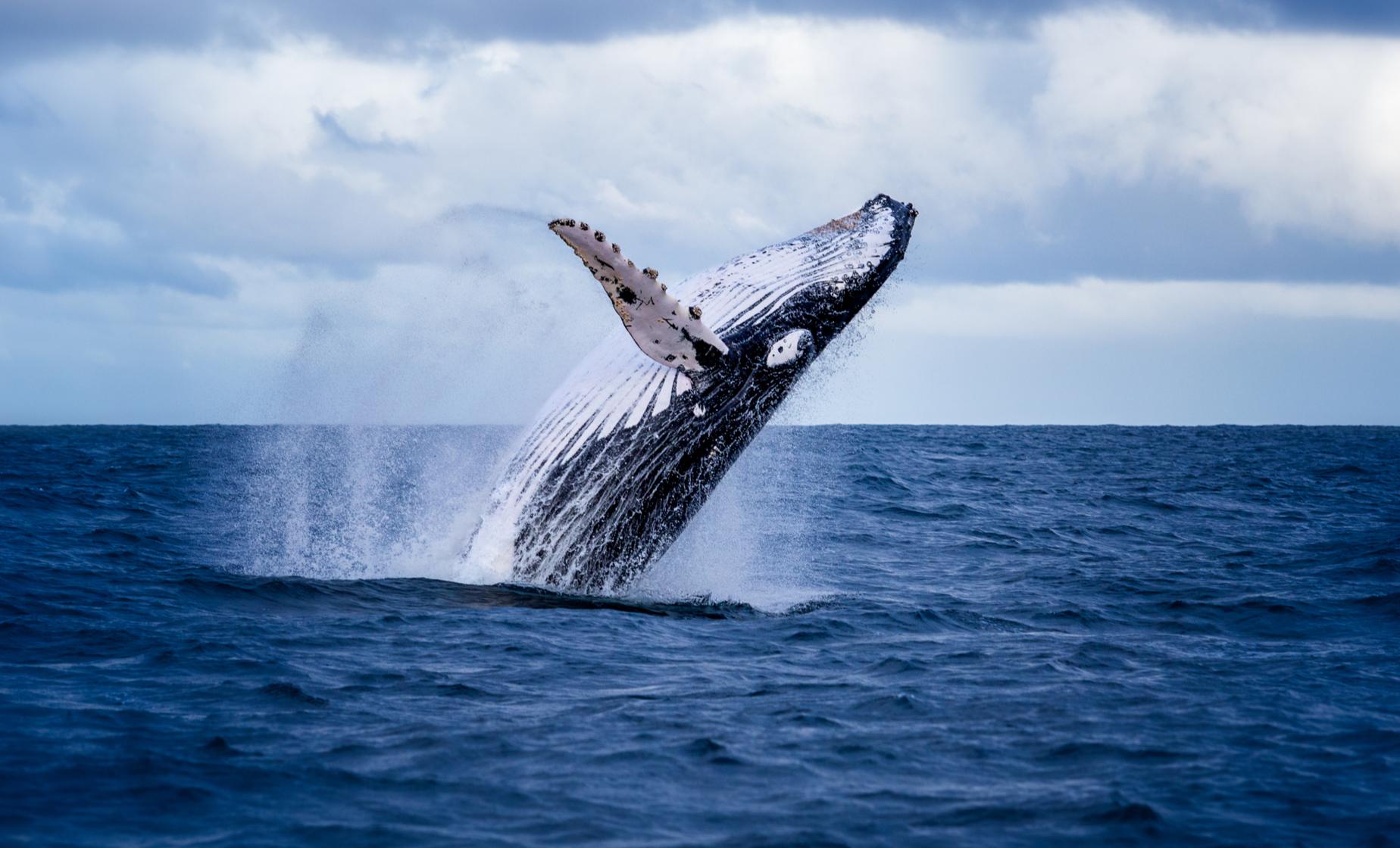 Zodiac Whale Watching from Victoria