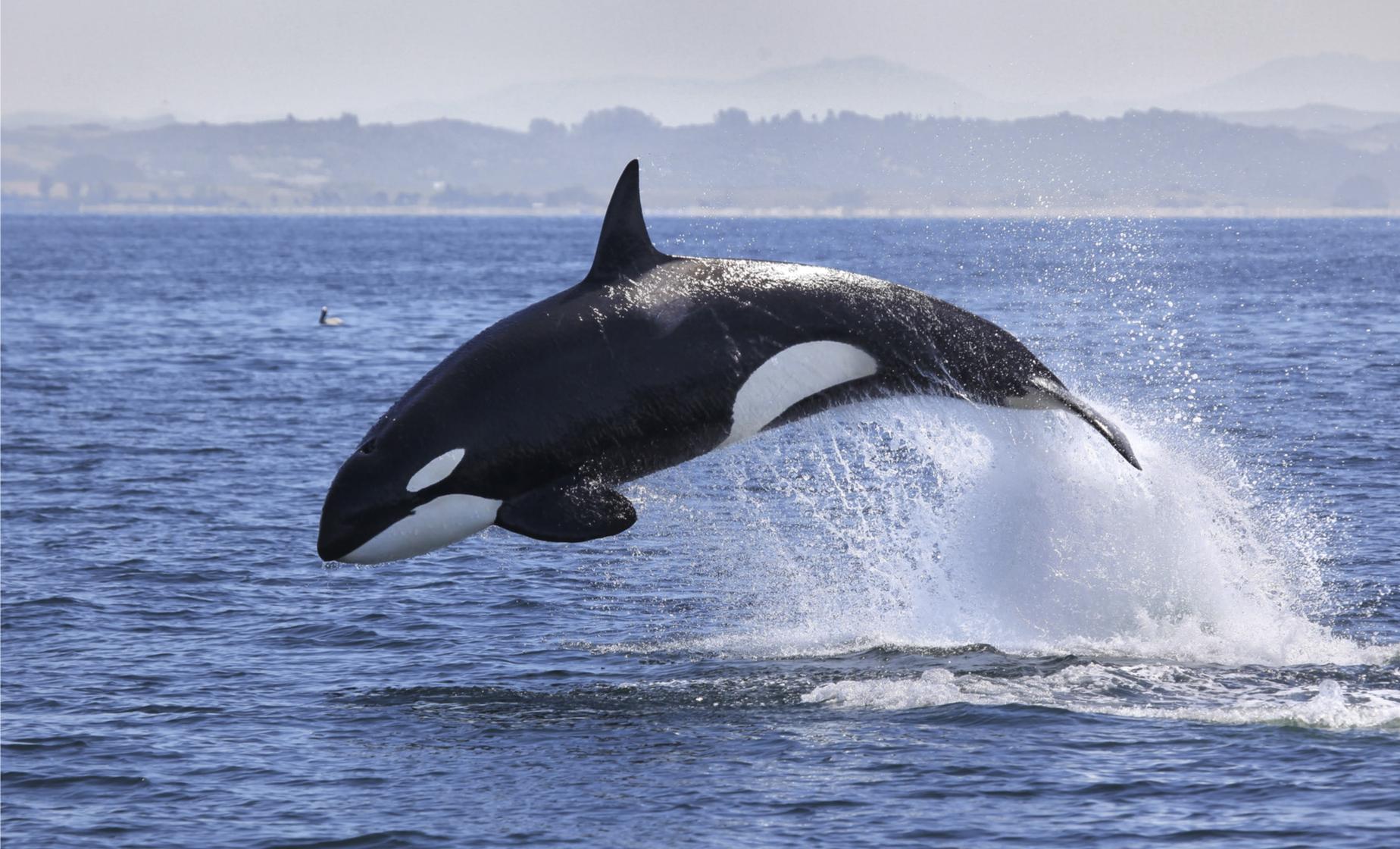 One Way Trip-Whale Watching From Vancouver to Victoria
