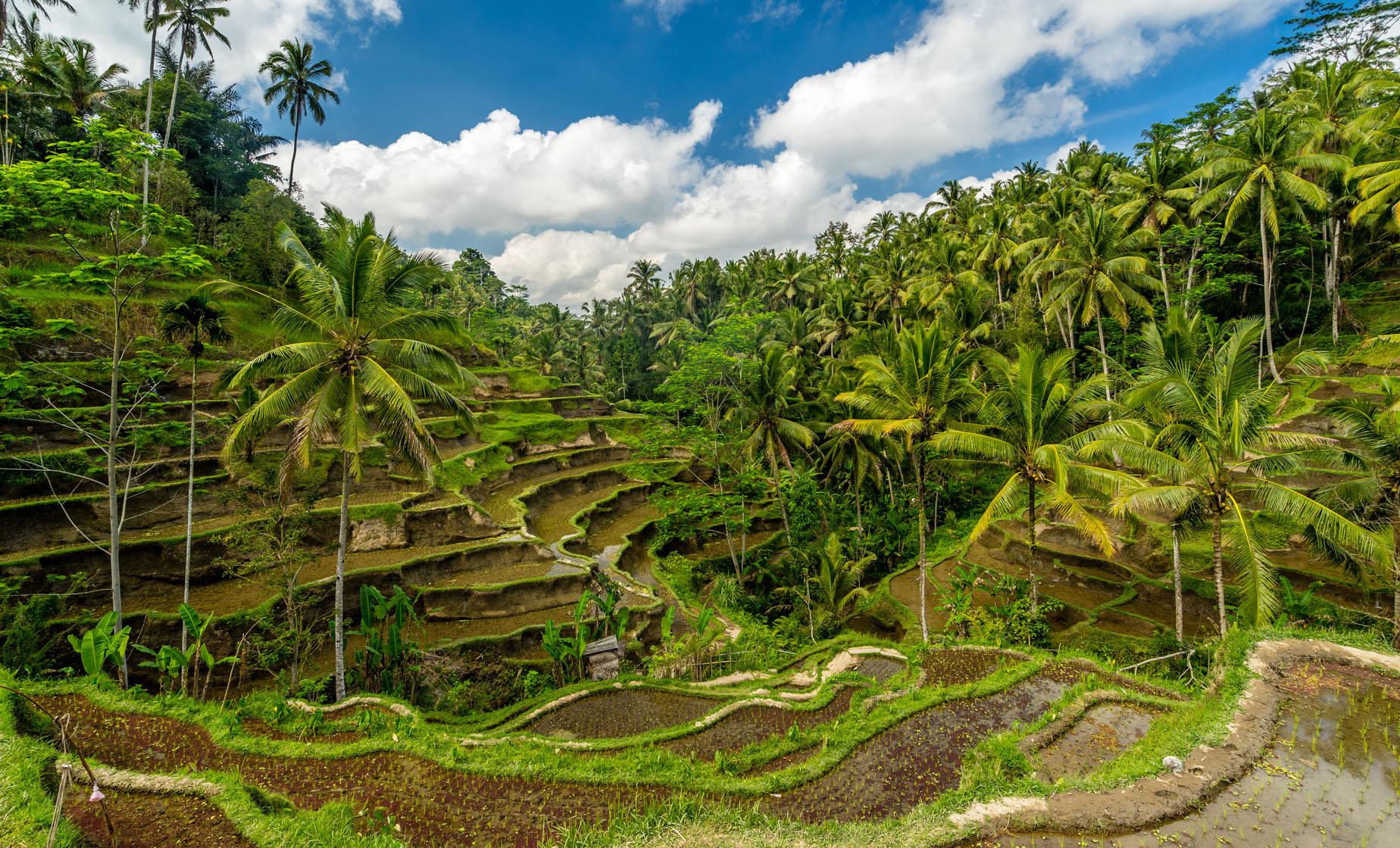 Private Ubud Exploration for a Day