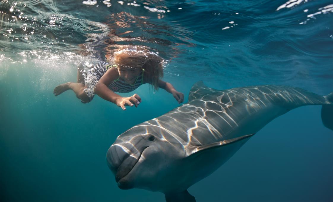 Akaroa Harbor Swim With Dolphins