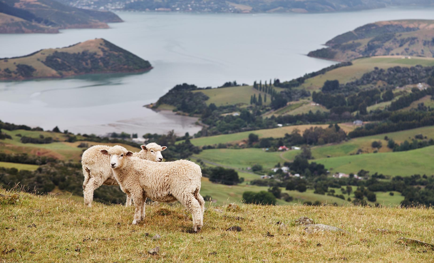 Sheep Farm Experience