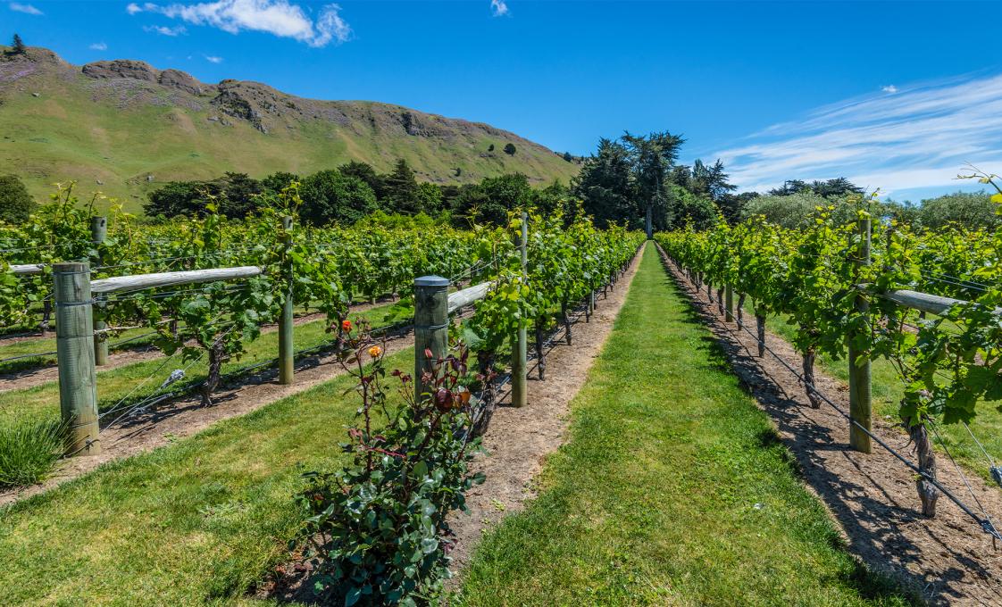 New Zealand Wine Tour