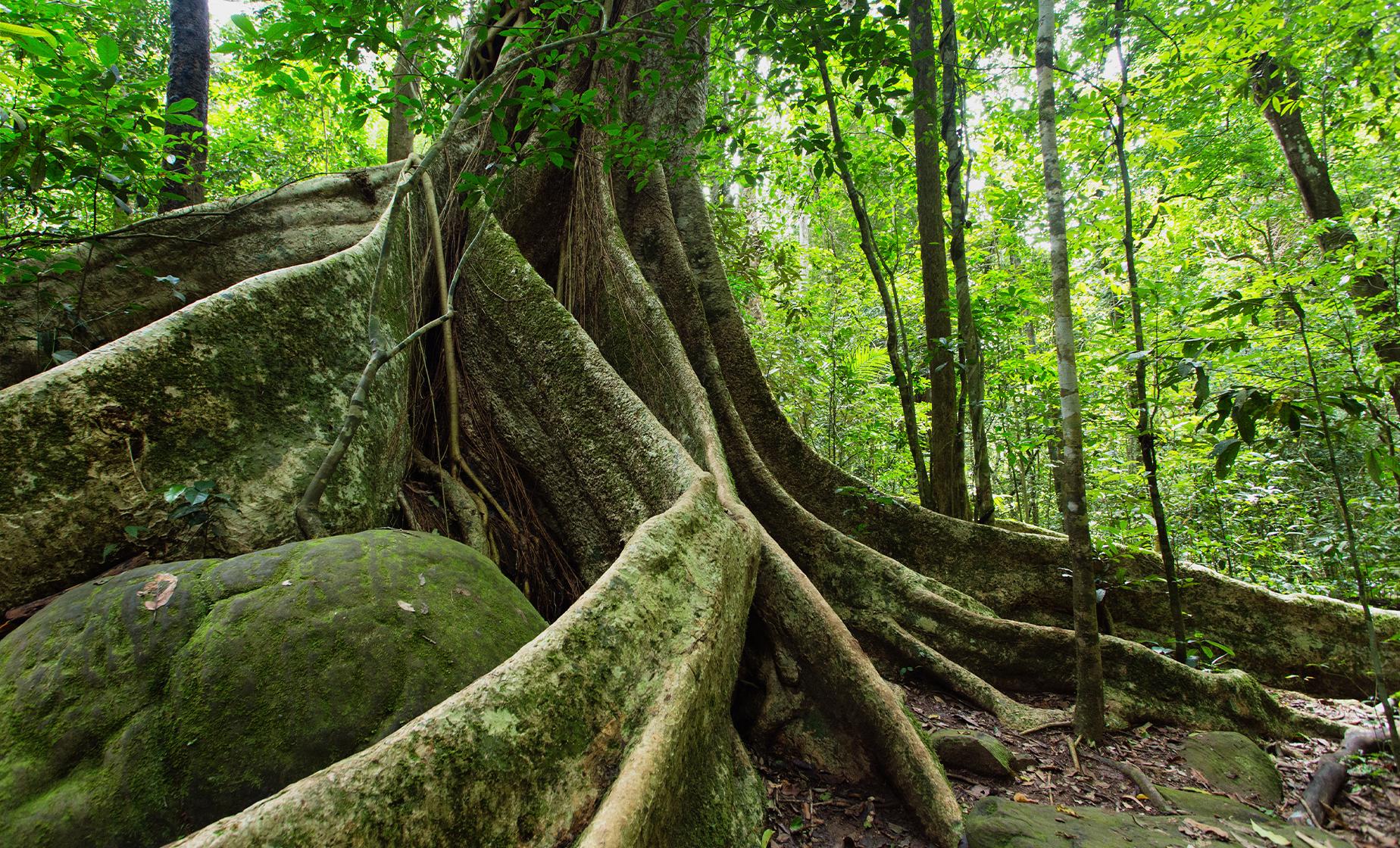 Cairns Australia Rainforest