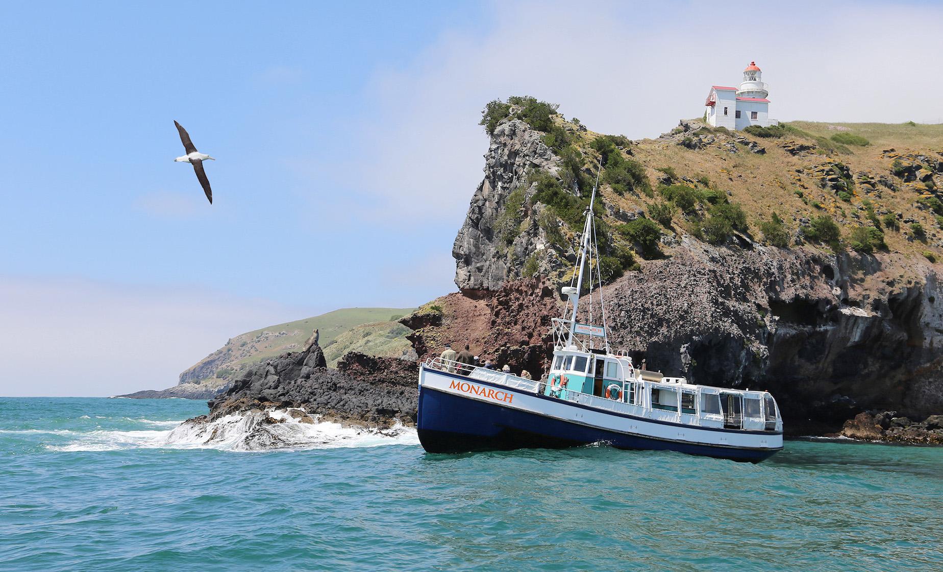 Otago Wildlife Cruise, Penguin Reserve, Dunedin Highlights (Careys Bay)