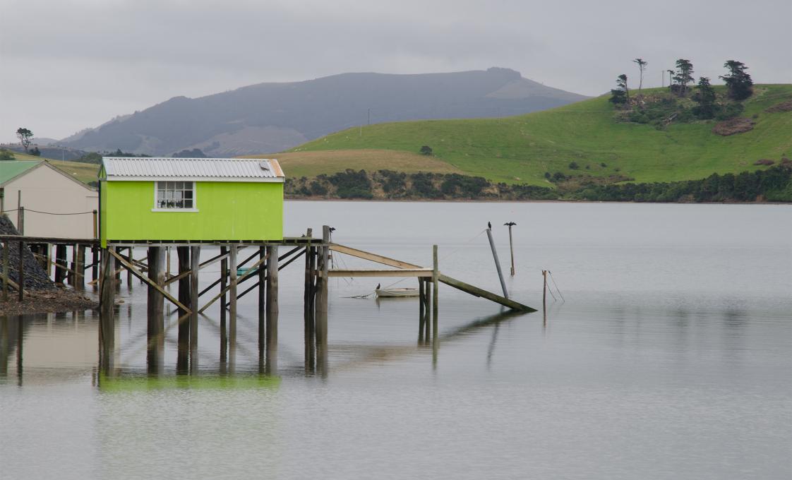 Otago Harbor Wildlife Cruise & Dunedin Highlights