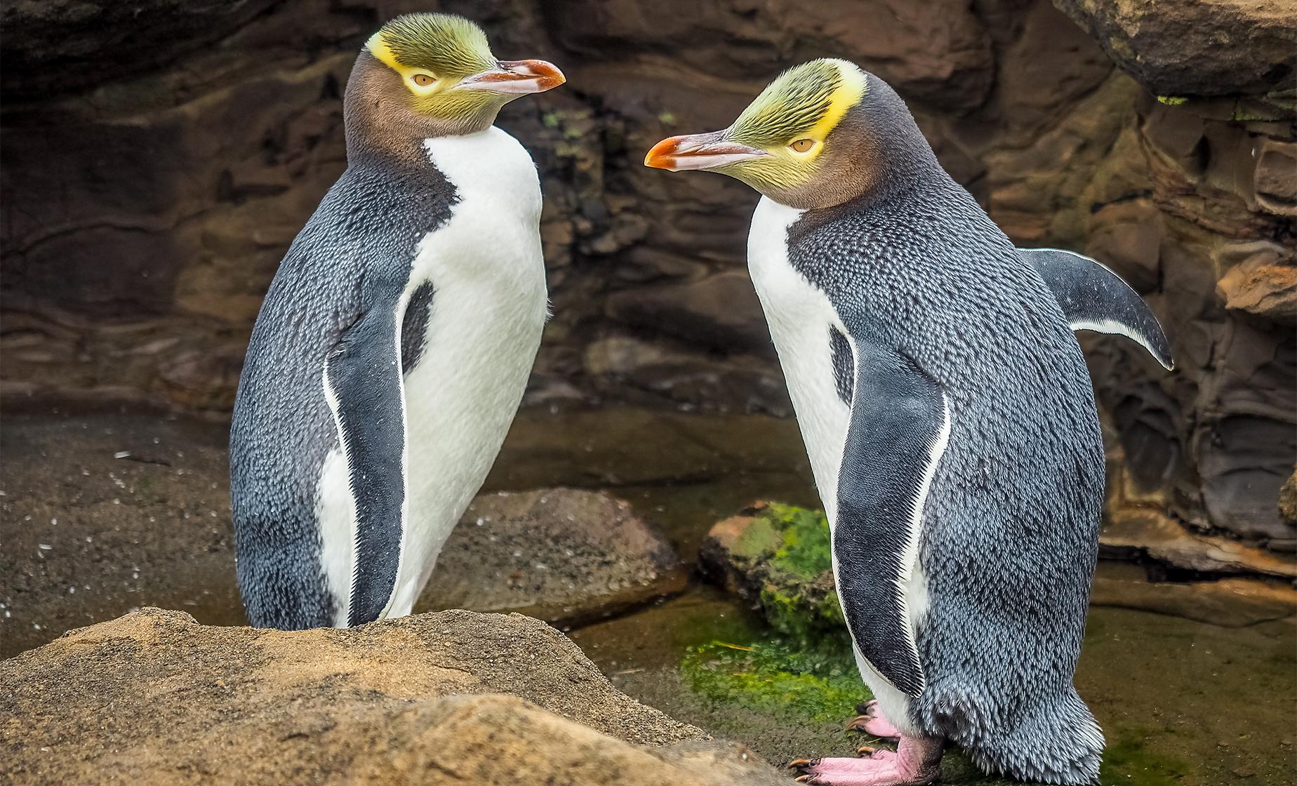 Dunedin Sights, Albatross and Penguins Combo