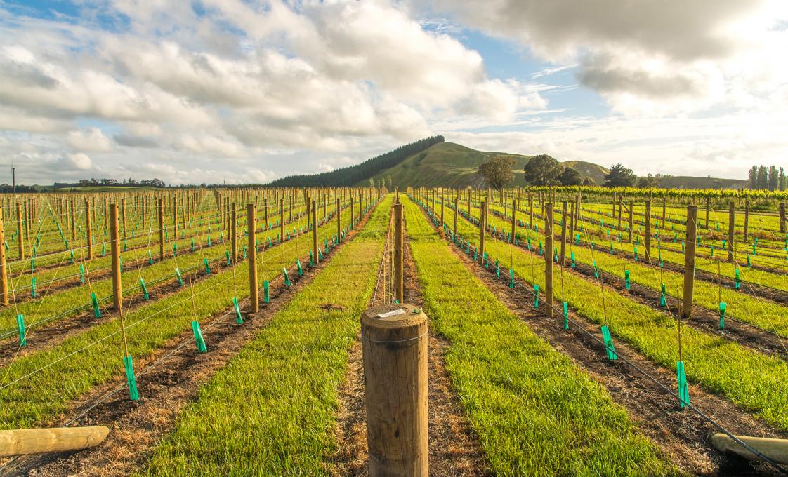 Hawke's Bay Wines, Beer And Napier Art Deco