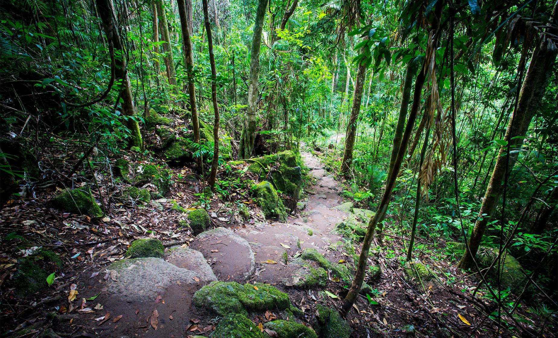 Mossman Gorge Rainforest Walk