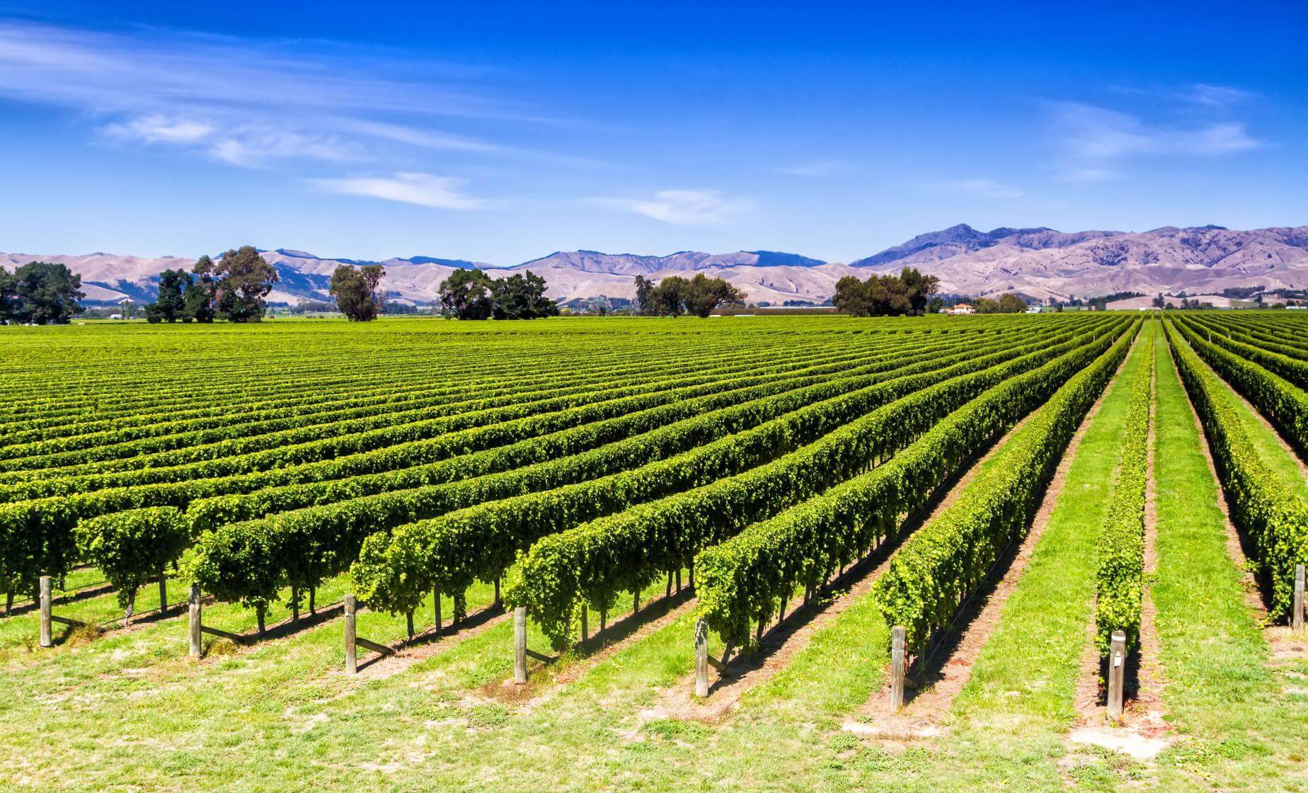 The Private Wines of Marlborough Experience