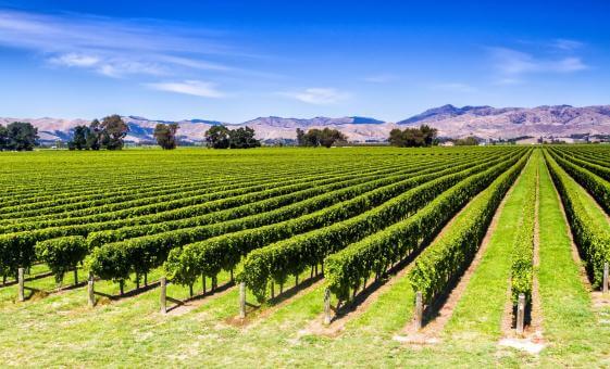 The Private Wines of Marlborough Experience