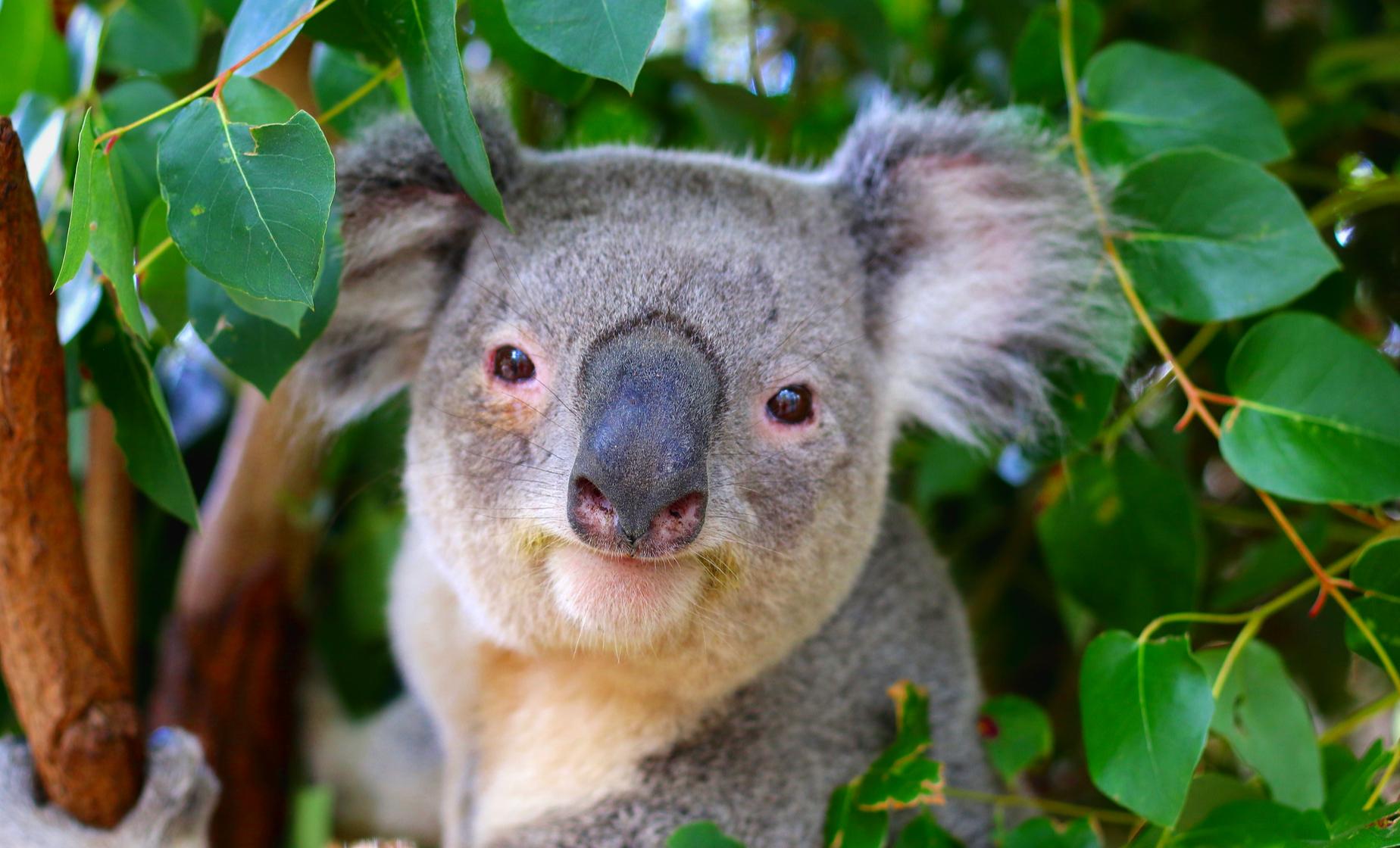 Blue Mountains and Australian Wildlife from Sydney with Scenic World ...