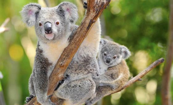 Taronga Zoo Wild Australia Experience Tour in Sydney (Australian Bilby, Ringtailed Possums)