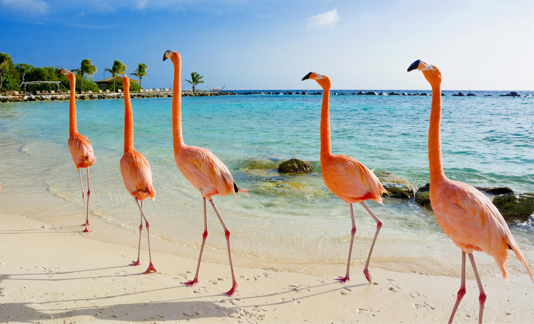 sunny tours aruba