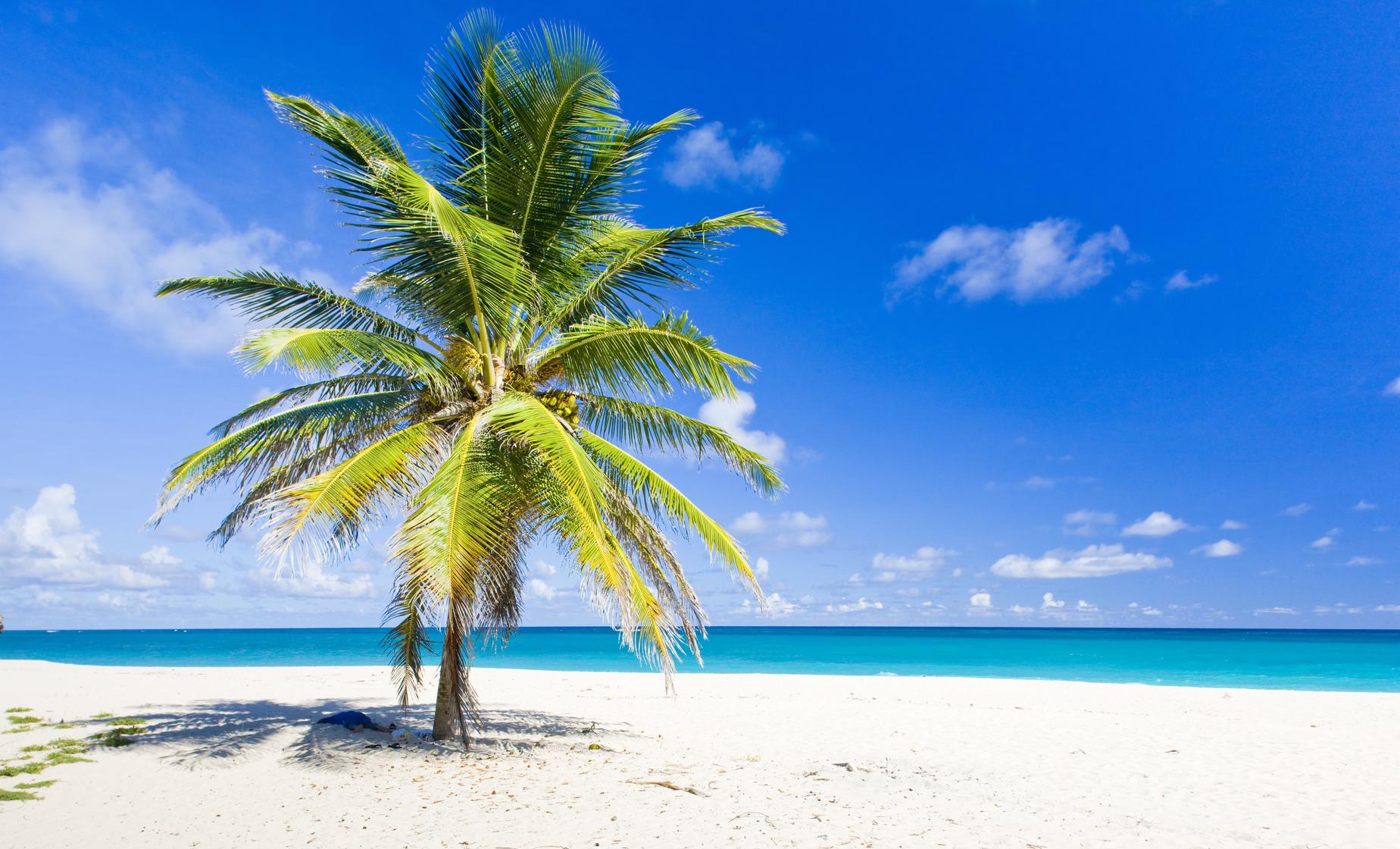 Harrisons Cave Reef Tour in Barbados East Coast Wildlife Reserve Paynes Bay