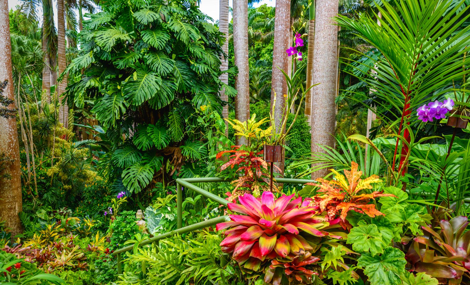 Just Bim Barbados Wildlife Landmark Flower Forest Bathsheba St. Nicholas Abbey