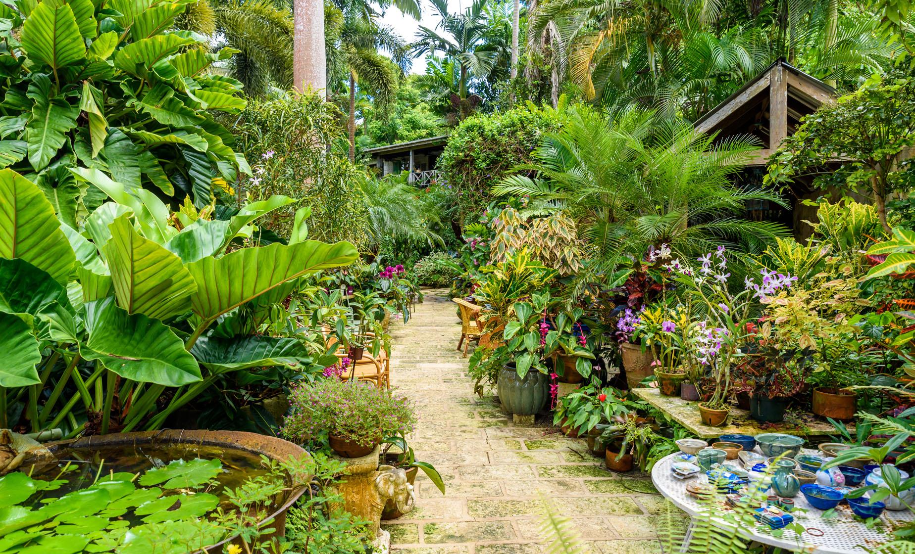 Natural Wonders Day Tour in Barbados Wildlife Plants Flowers Bathsheba East Coast Harrisons Cave