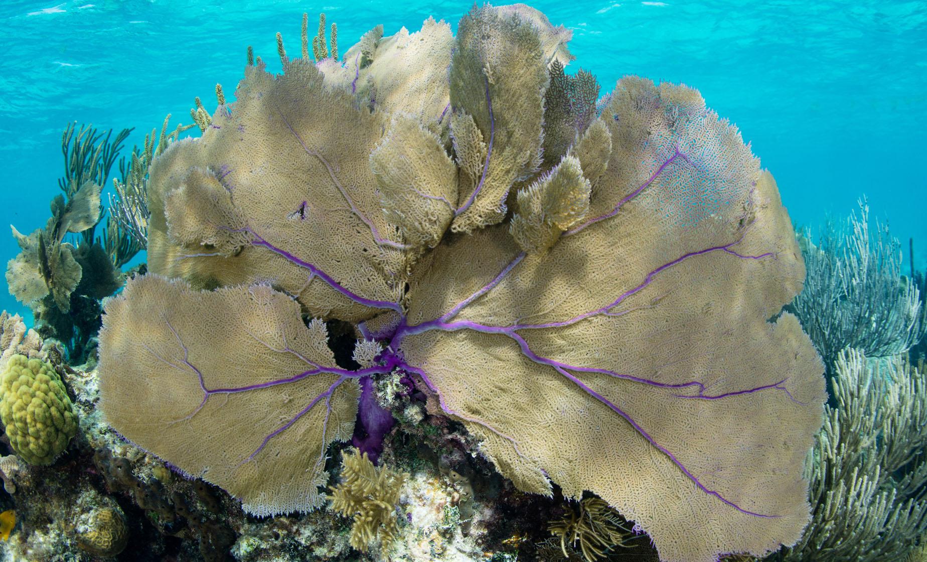 Barrier Reef Snorkel