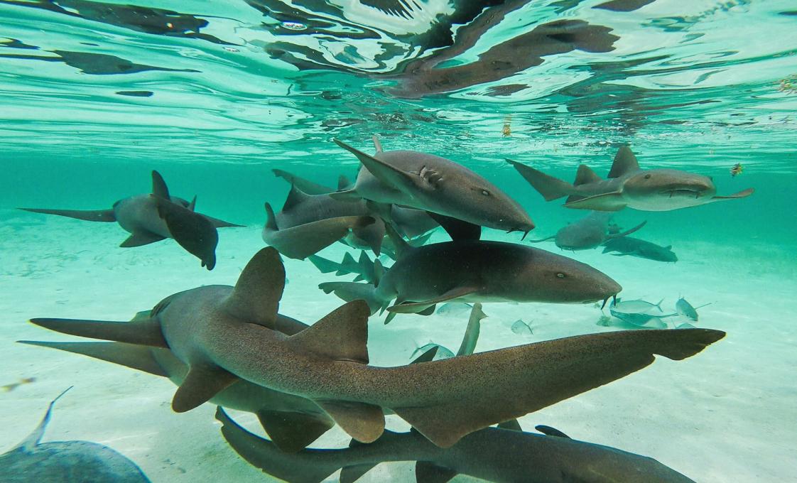 Shark Ray Alley Snorkeling