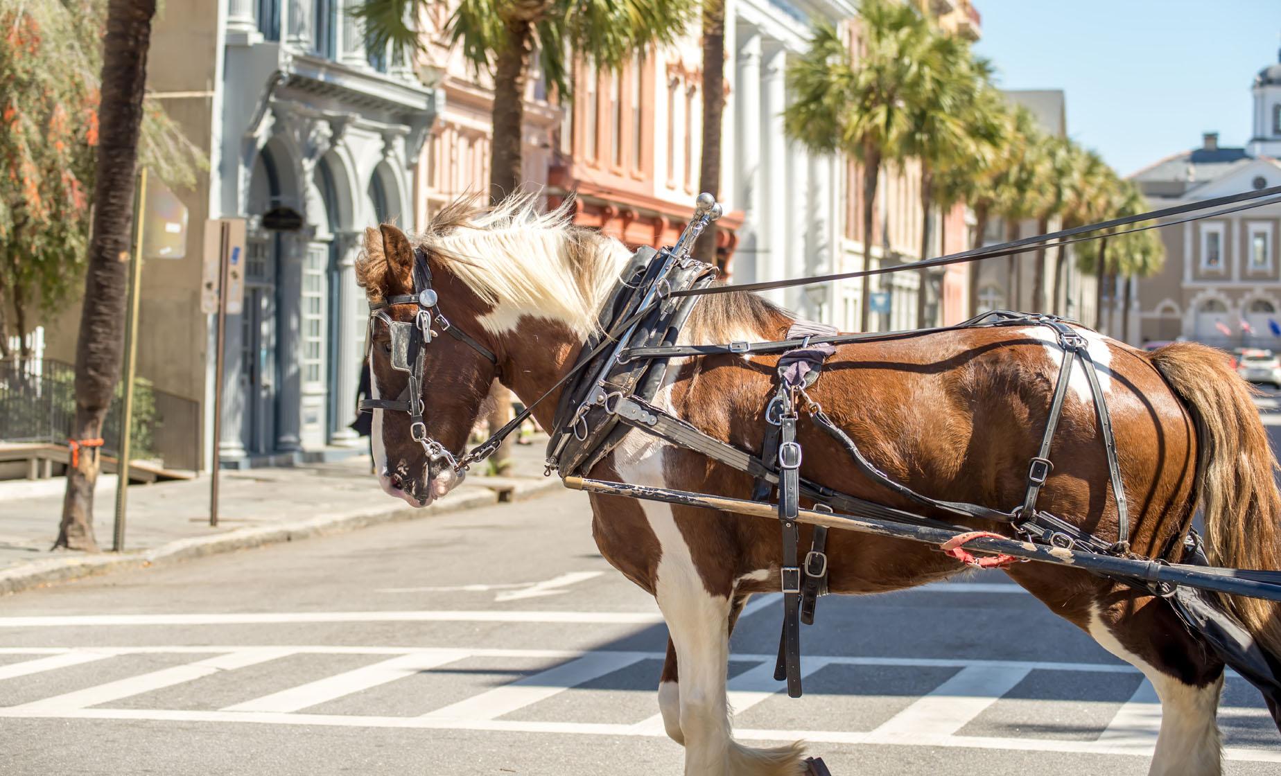 Private Charleston Historic Carriage Ride