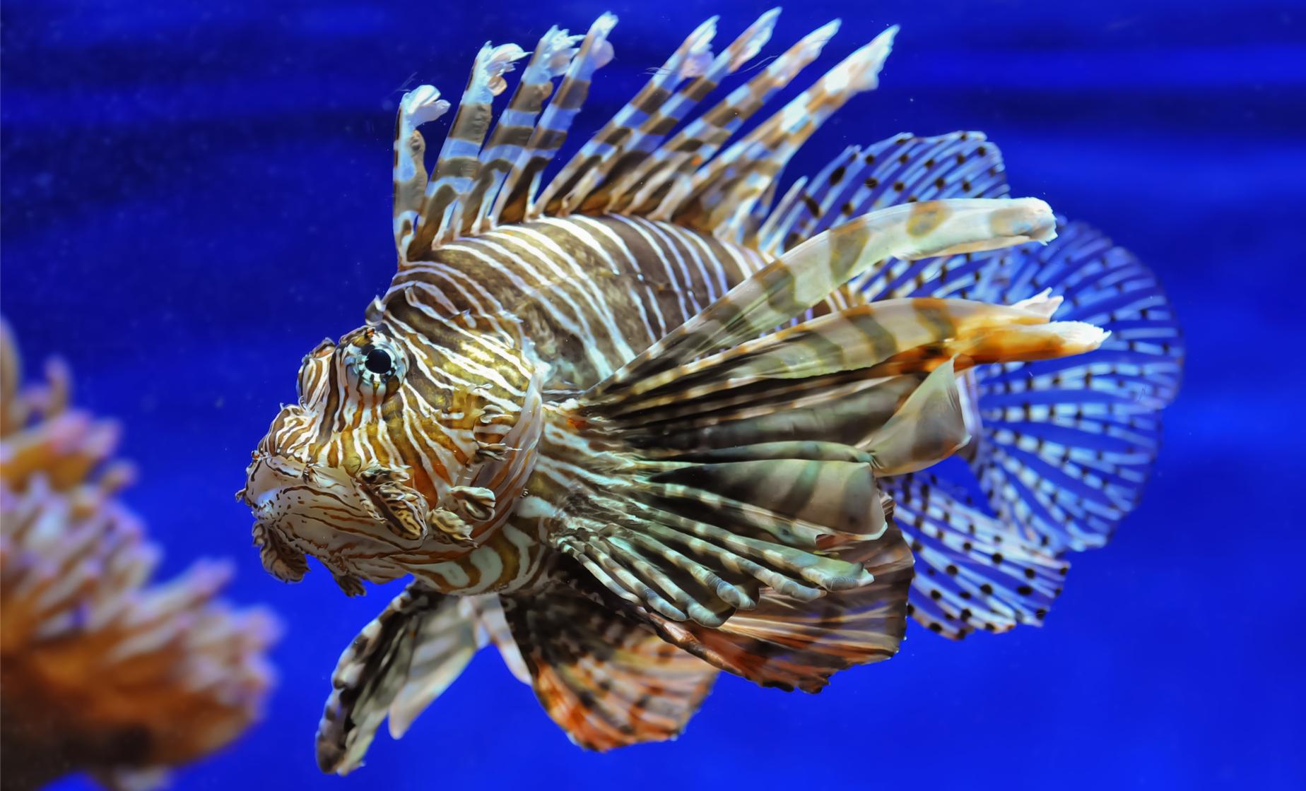 Private Lionfish Expedition Safari Dive