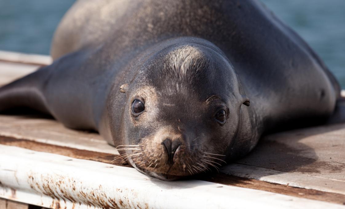 Sea Lion Encounter And Chankanaab Park