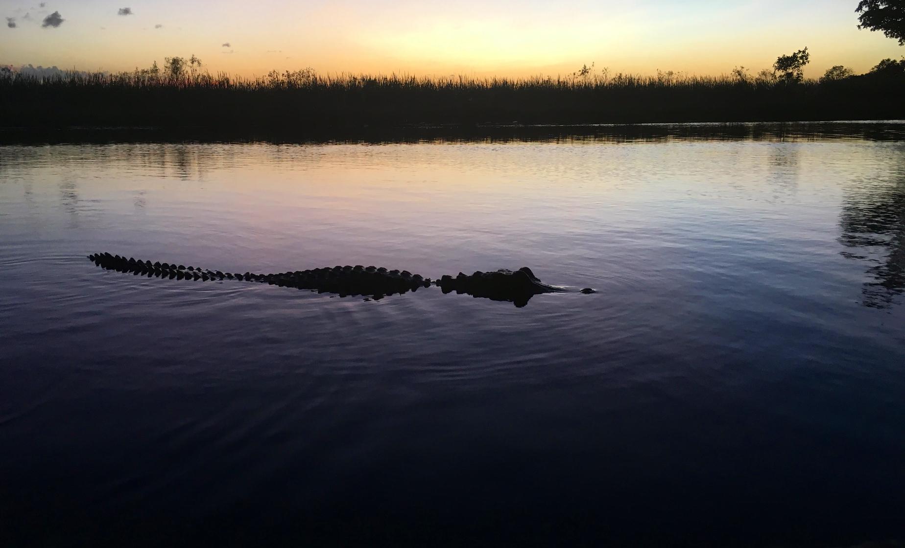 Florida Everglades Evening Airboat Adventure with Wildlife in Fort Lauderdale