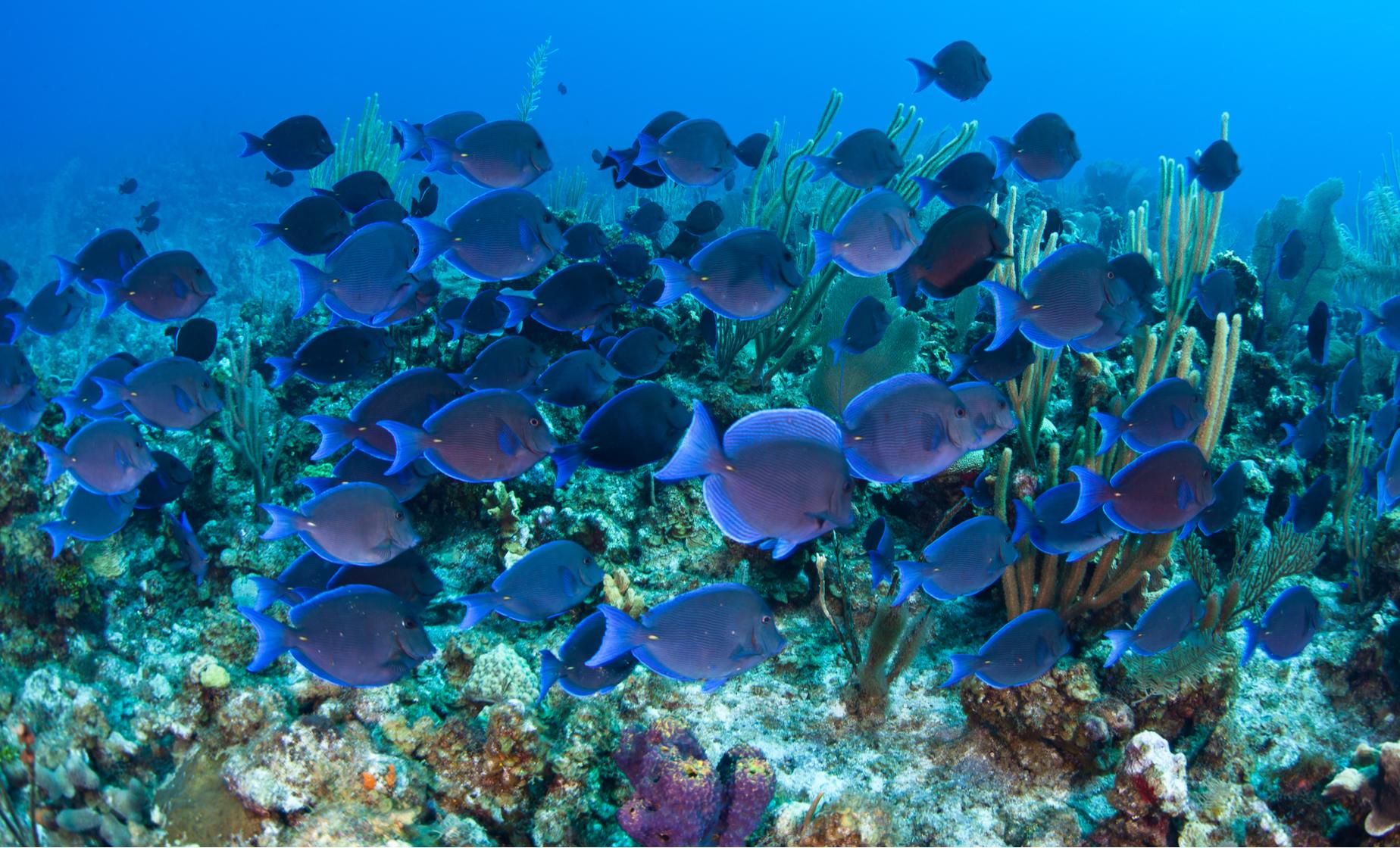 Glass Bottom Boat and Island Tour