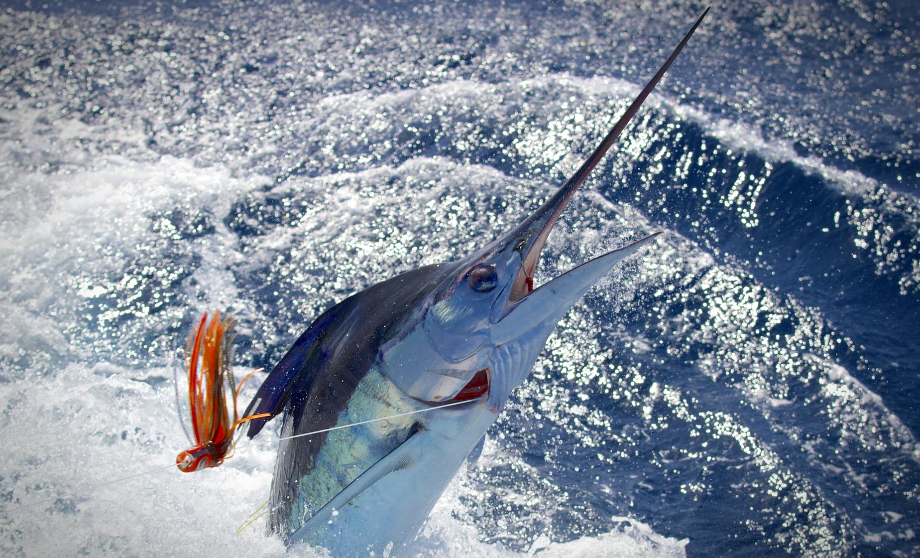 Private Grand Cayman Deep Sea Fishing Charter Day Trip