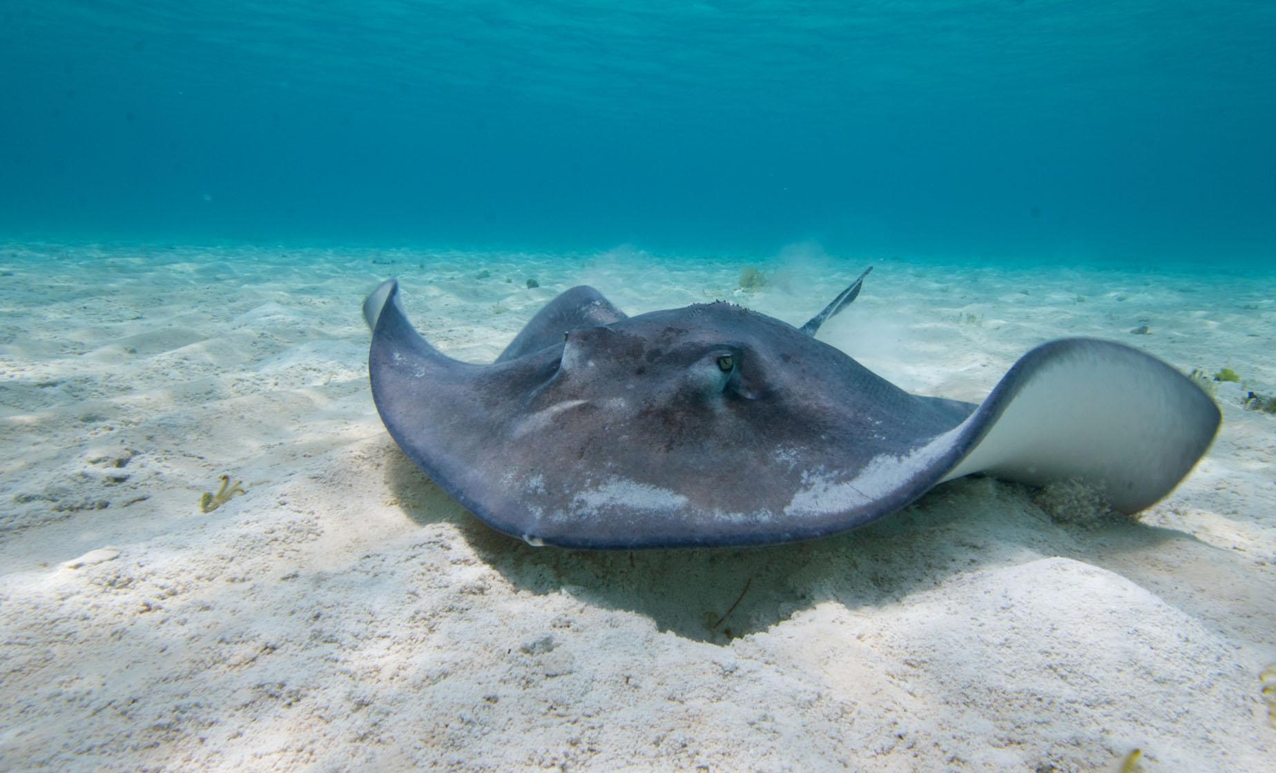 Snorkeling at Grand Cayman Barrier Reef & Coral Gardens | Shore Excursions