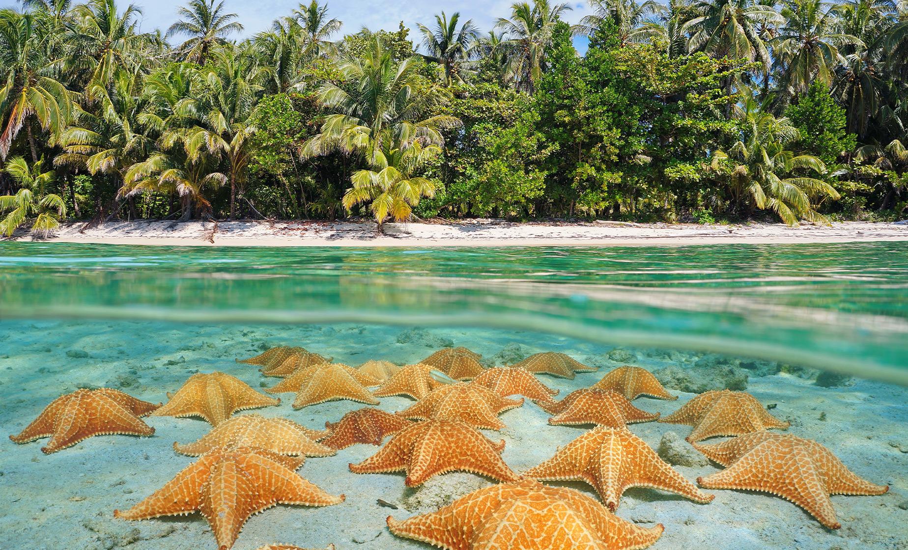 Stingray City, Barrier Reef and Starfish Beach