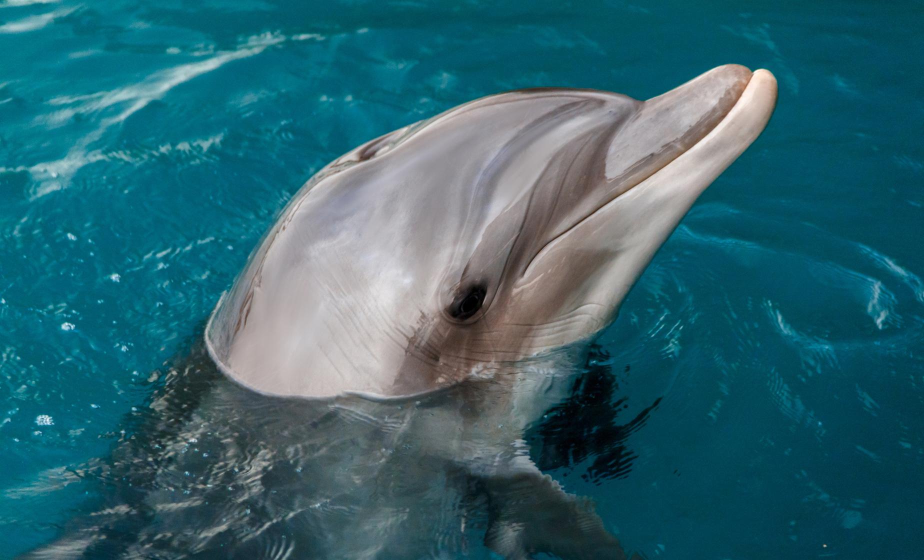 Small Group Shallow Water Bottlenose Dolphin Encounter in Nassau