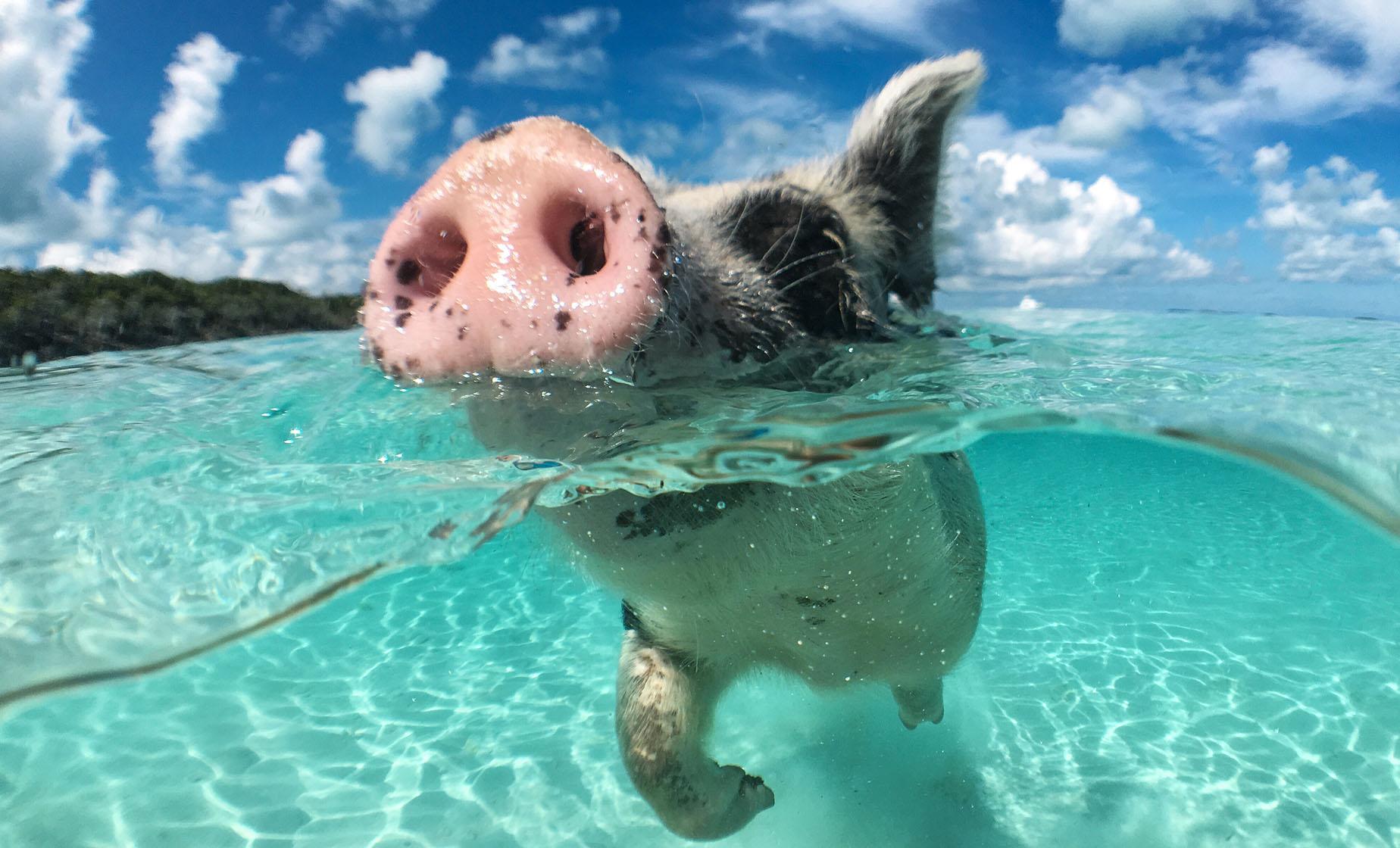 Swimming Pigs & Exclusive Island