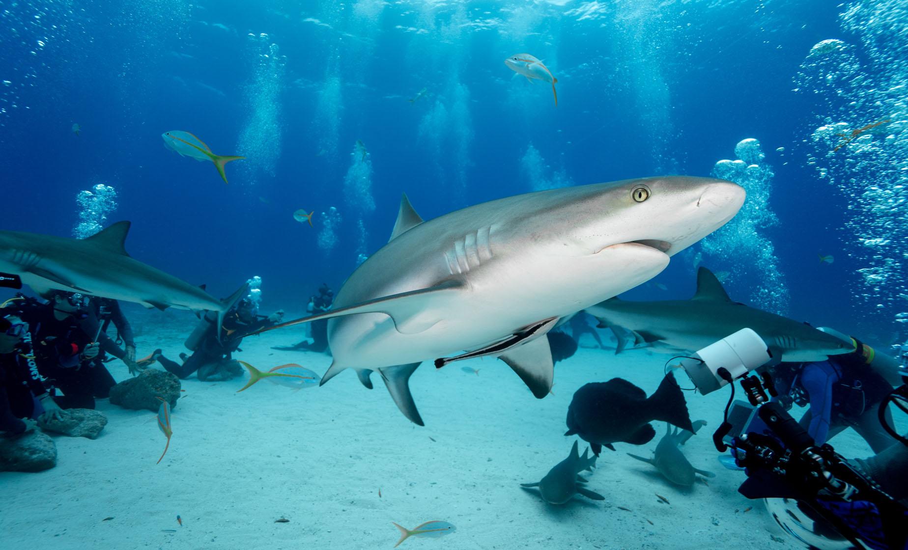 Nassau Shark Diving Port Tour at the Shark Wall, Arena & Runway