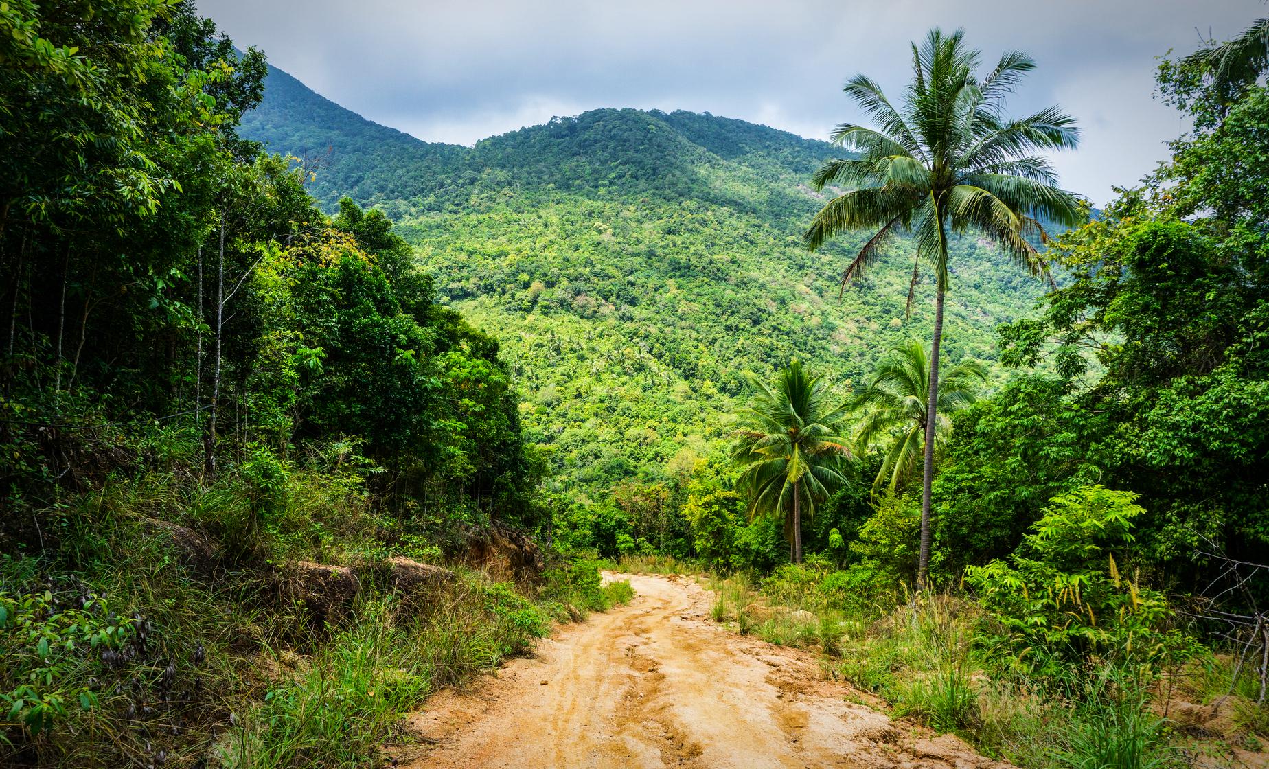 Jungle Buggy and Crocodile Safari