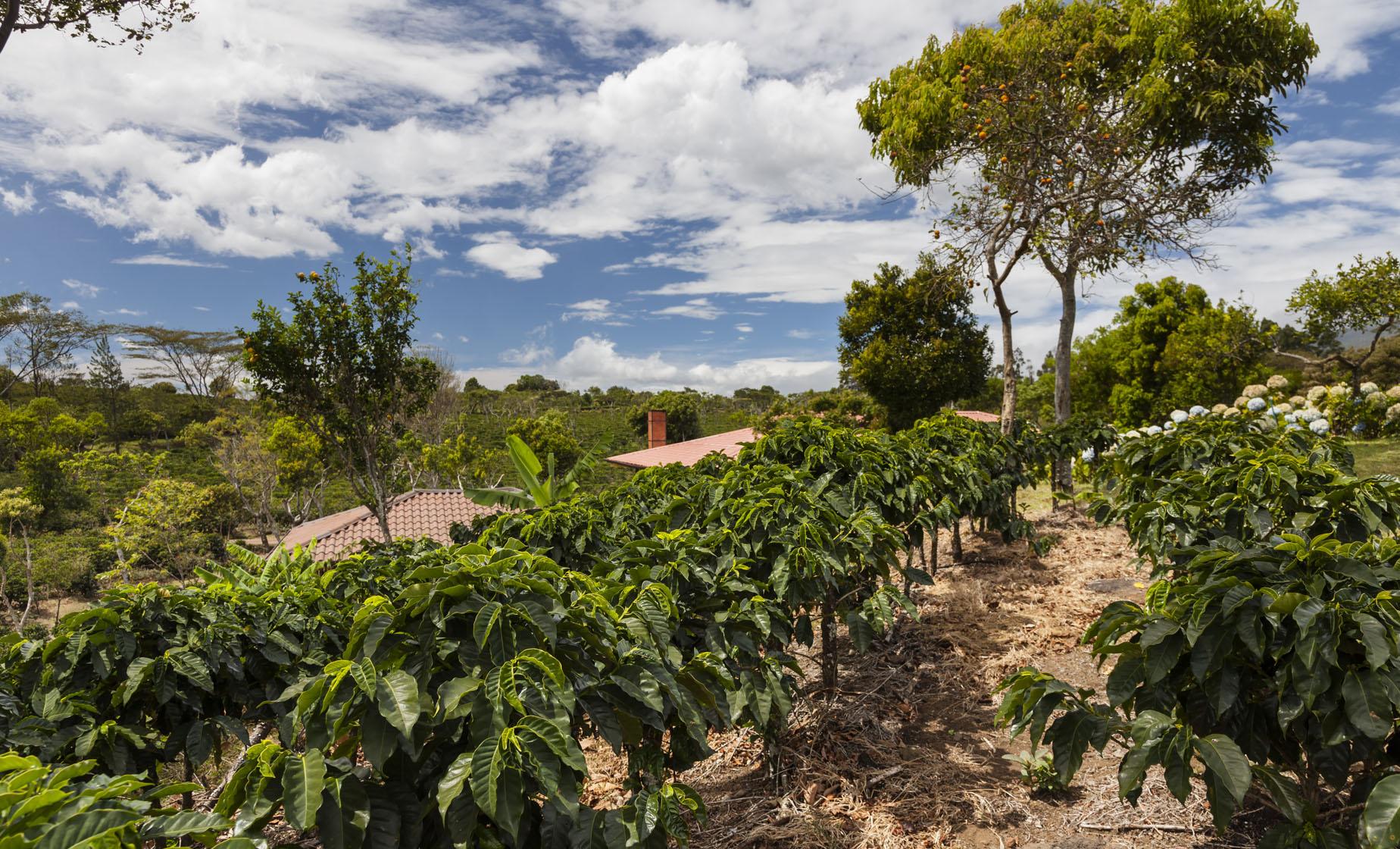 The Real Coffee Tour and Oxcart Factory