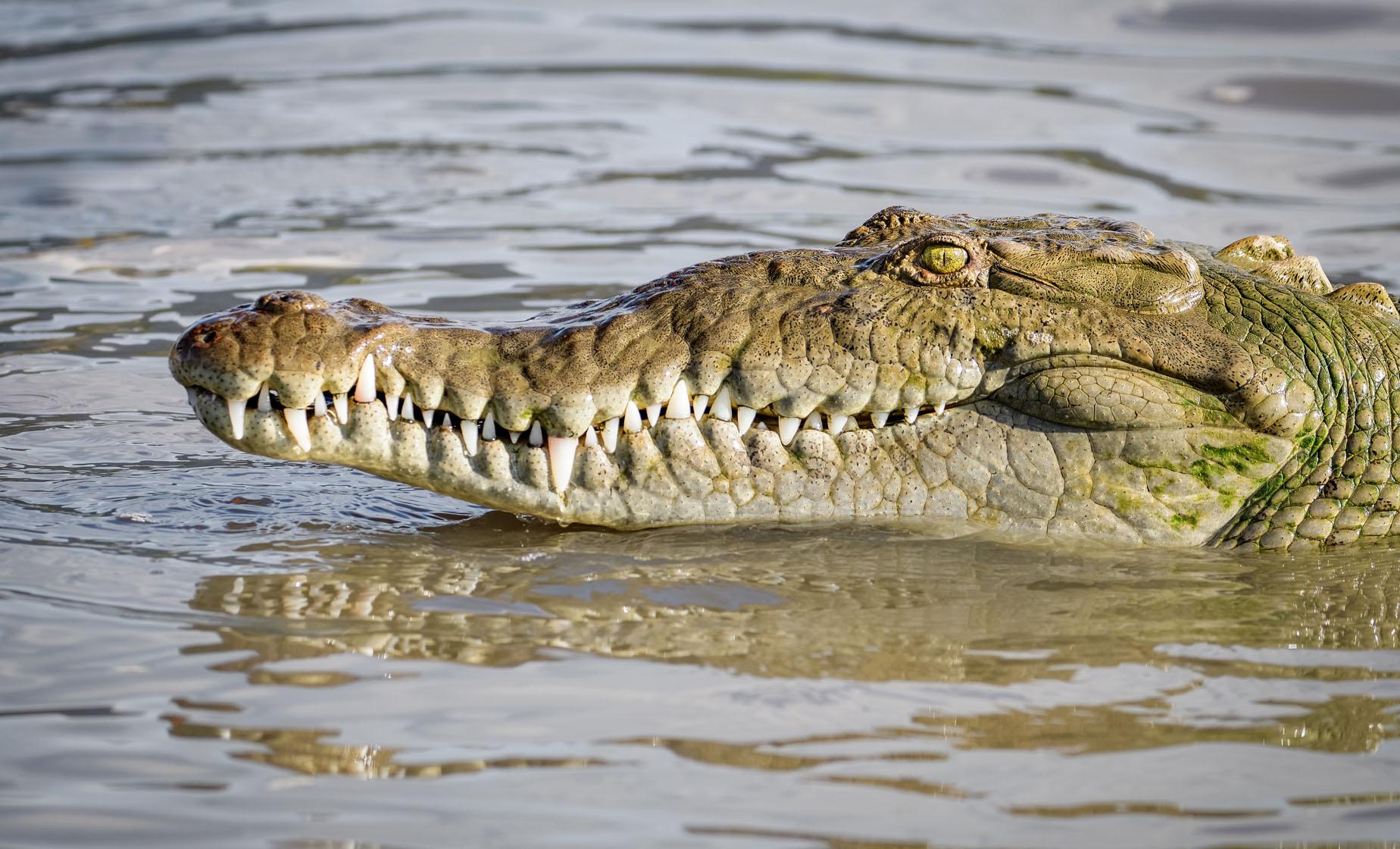 Wagon River Crossing in the Rainforest and Crocodile Safari