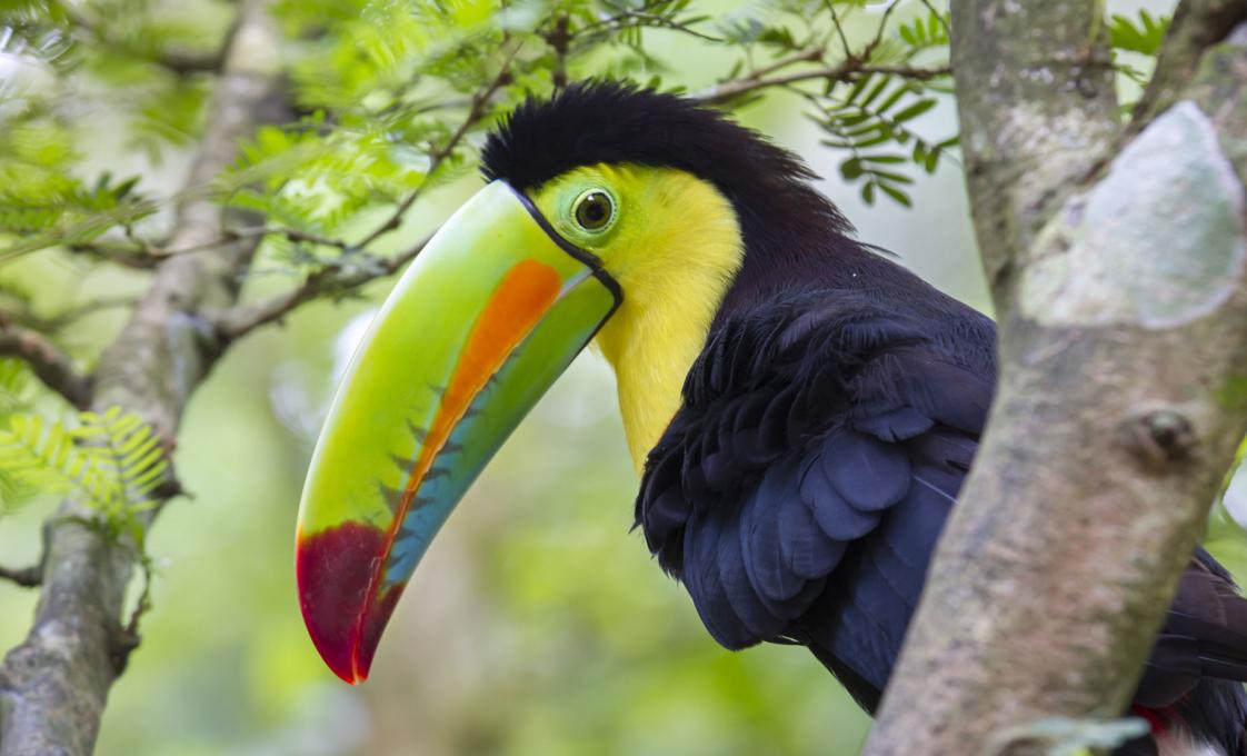 Corobici River Floating Wildlife Adventure